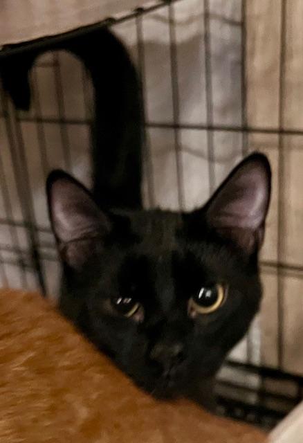 Enlarge TWINKLE, a Adoptable Domestic Short Hair in Lake Ozark, MO image 3/3