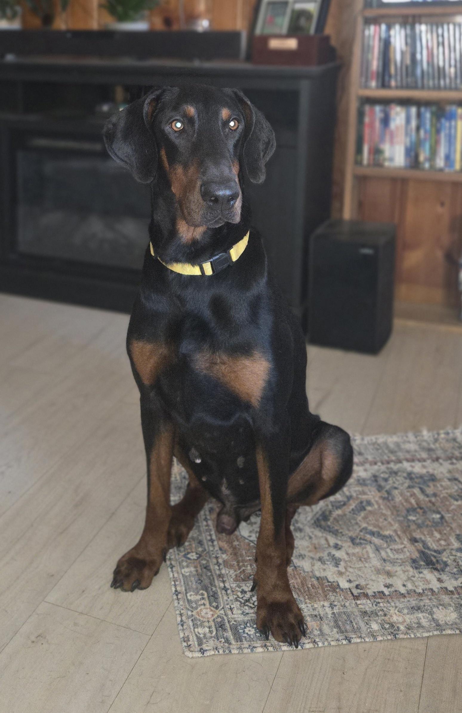 Meet Doug  Doug is a 3-ish-year-old Doberman with a heart of gold and a body thats fun-sized He