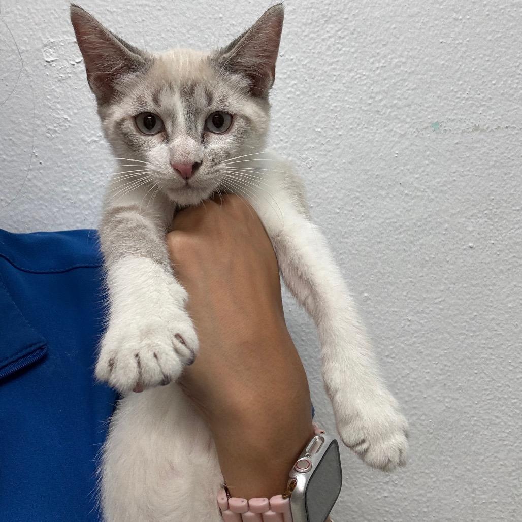 Lion, Adoptable, Kitten Male Domestic Short Hair.