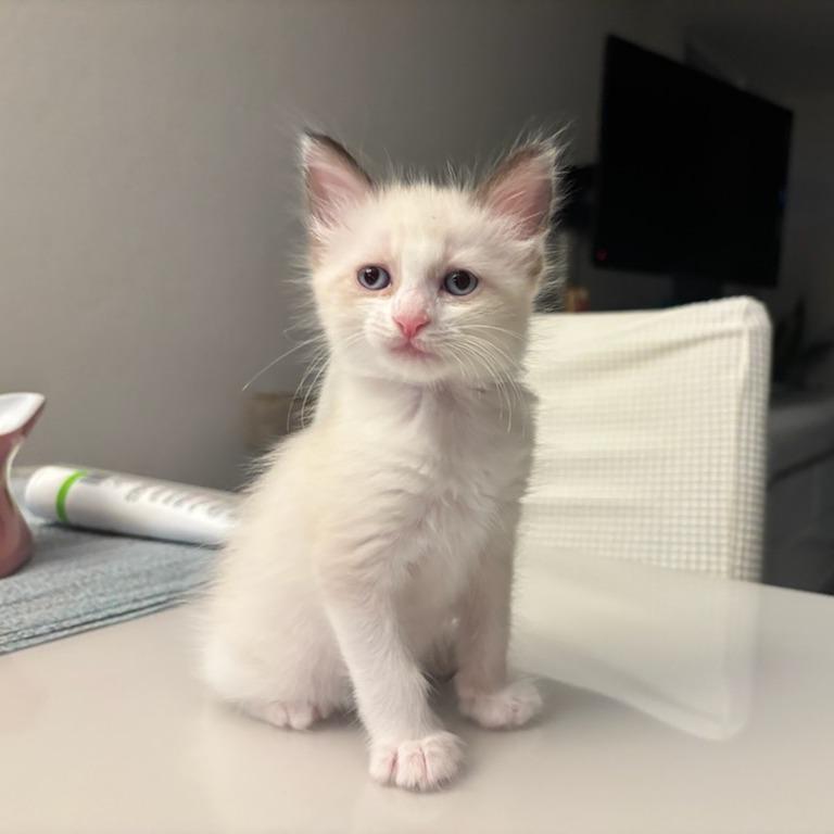 Enlarge Lion, a Adoptable Domestic Short Hair in Guaynabo, PR image 2/3