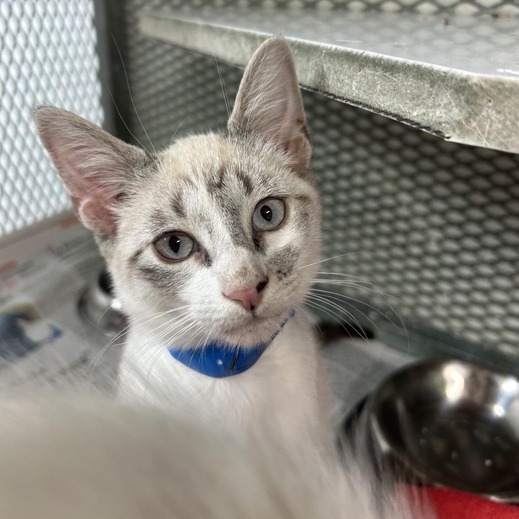 Enlarge Lion, a Adoptable Domestic Short Hair in Guaynabo, PR image 3/3