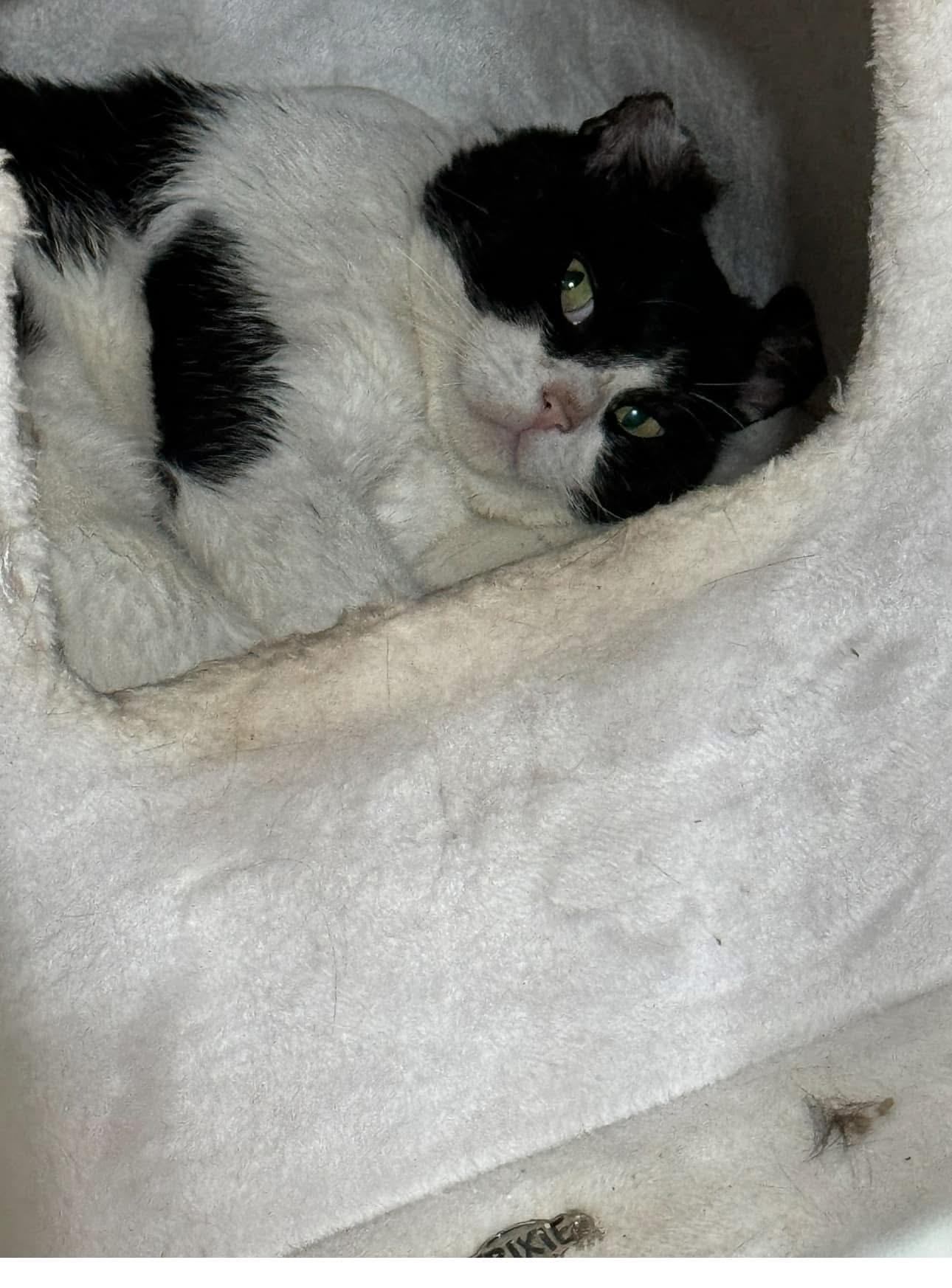 Pappy, a Adoptable mixed breed in Des Moines, IA image 1/2