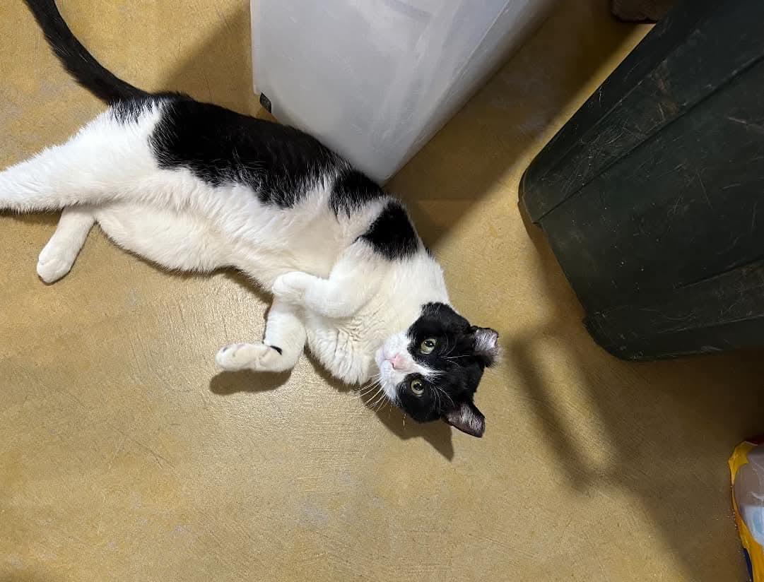 Pappy, an adoptable Domestic Medium Hair in Des Moines, IA, 50317 | Photo Image 1