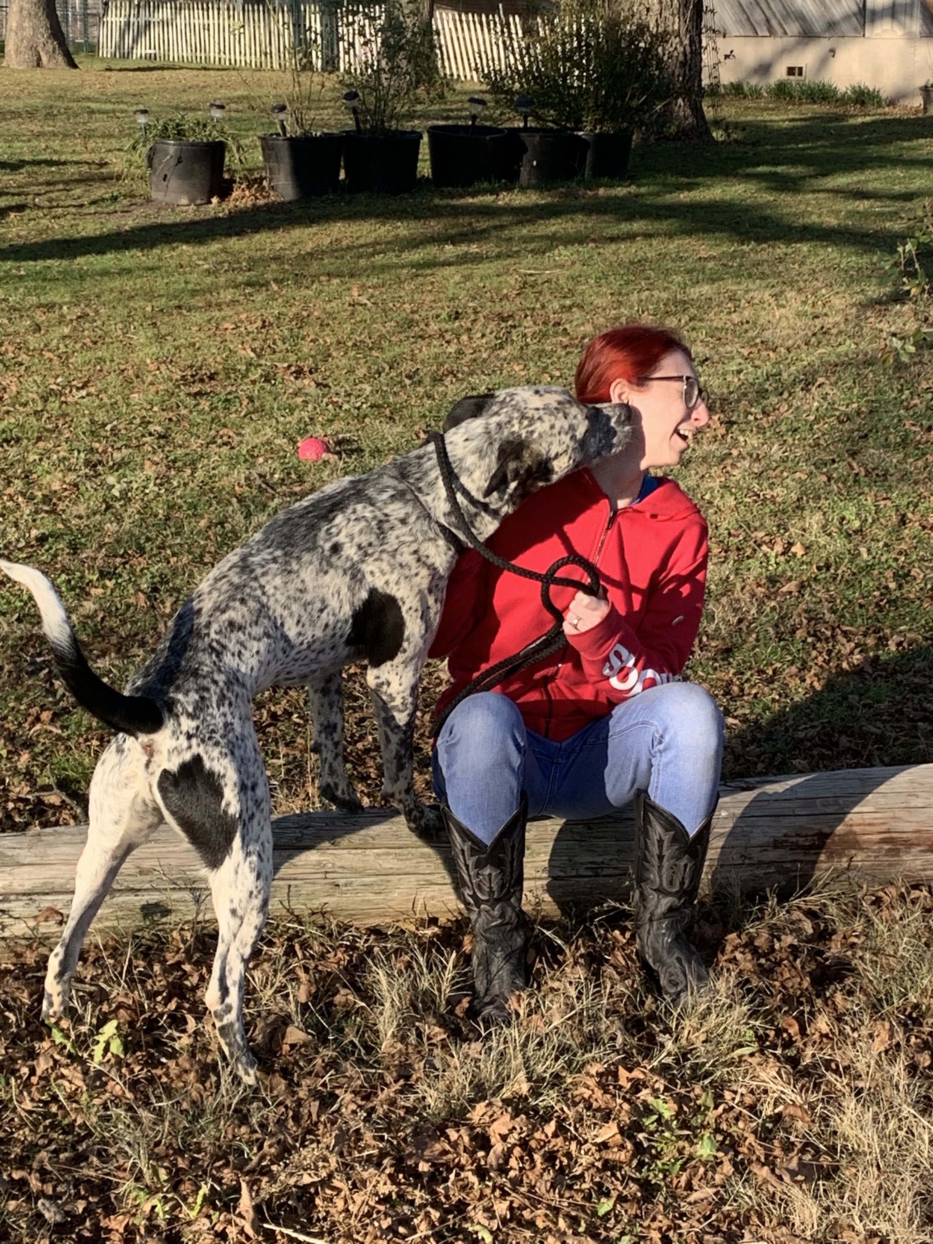 Cezar, Adoptable, Adult Male Pointer & Australian Cattle Dog / Blue Heeler.