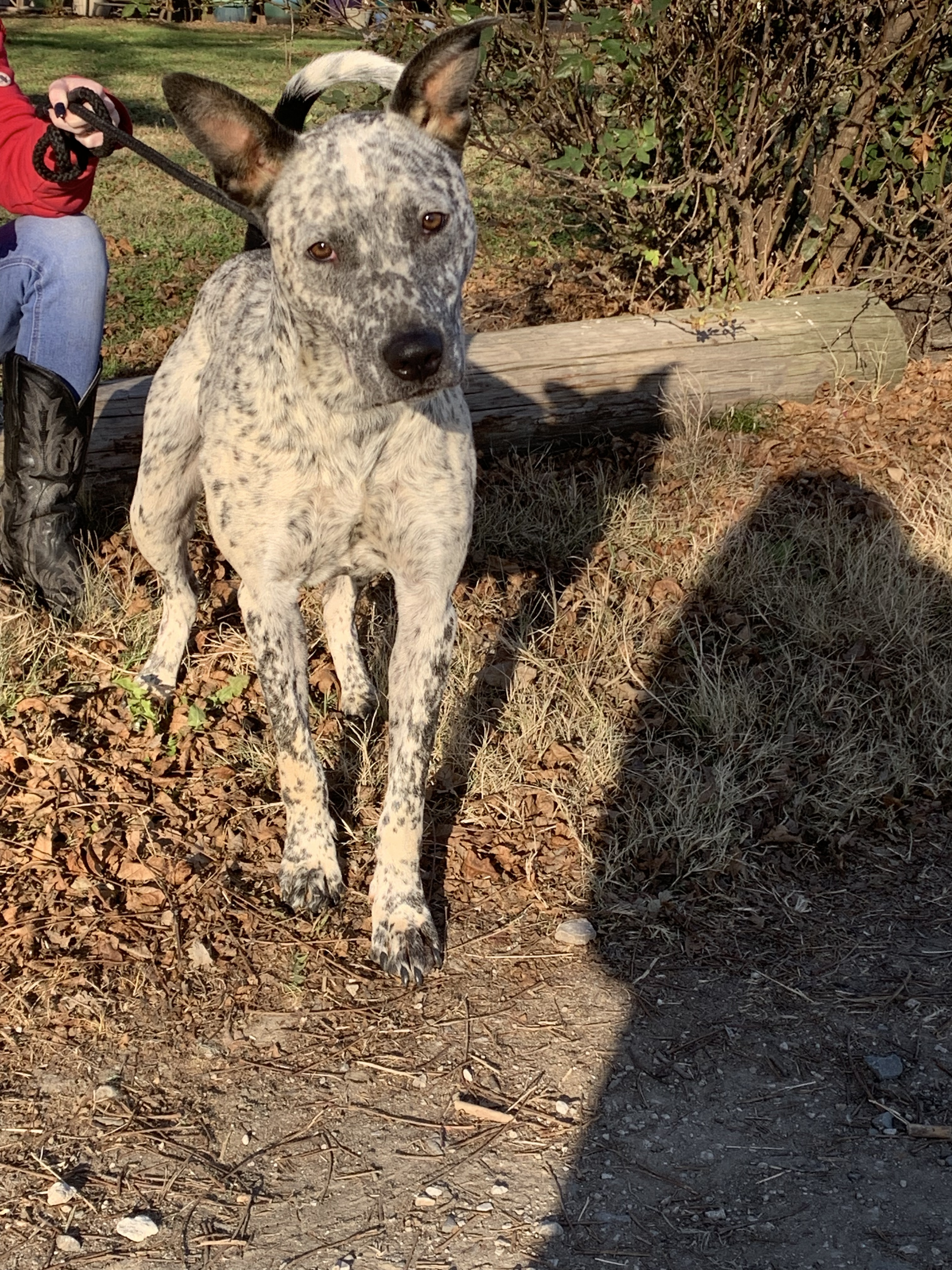 Enlarge Cezar, a Adoptable mixed breed in Anna, TX image 3/3