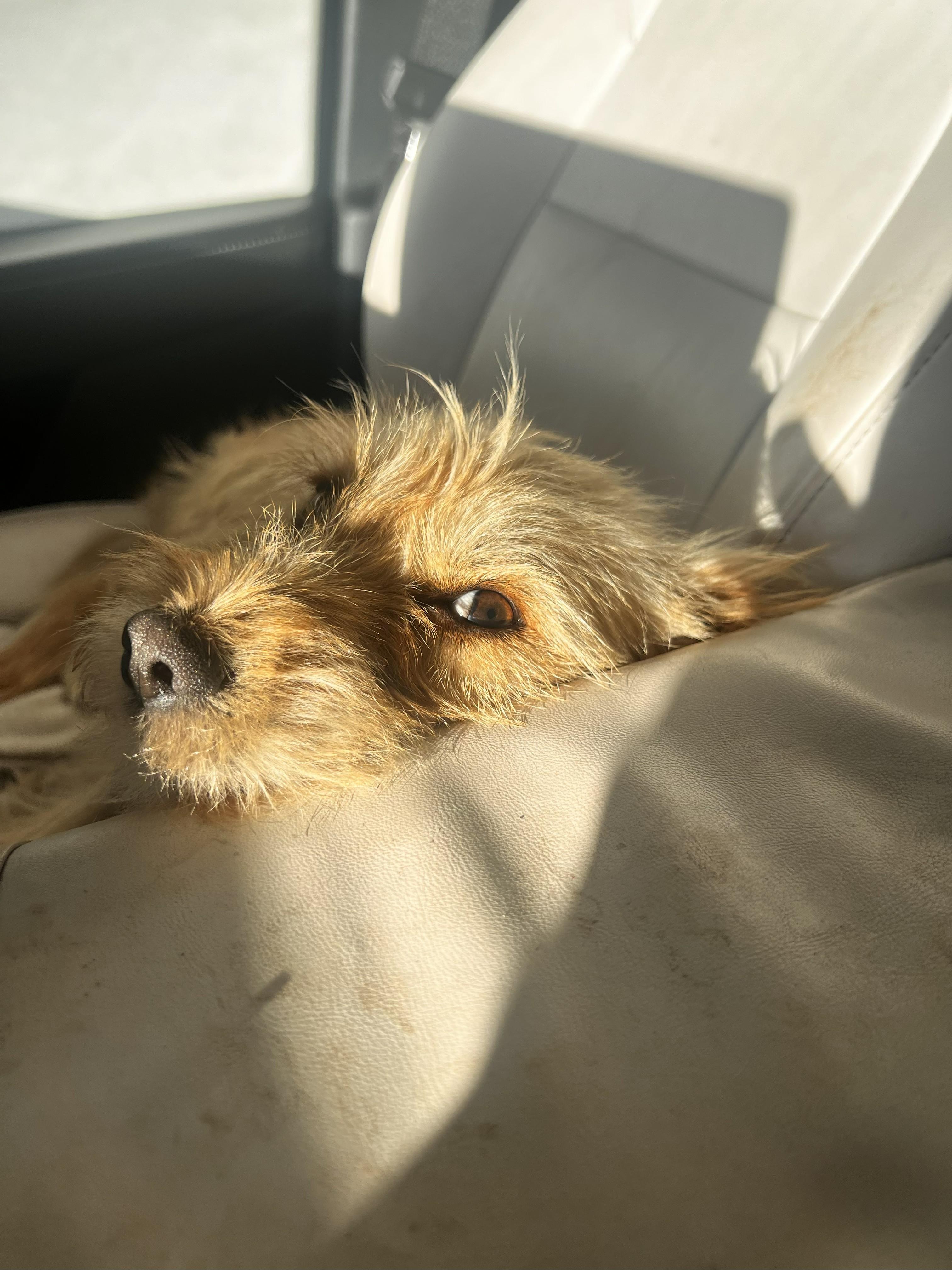 Charlie, Adoptable, Young Male Terrier.