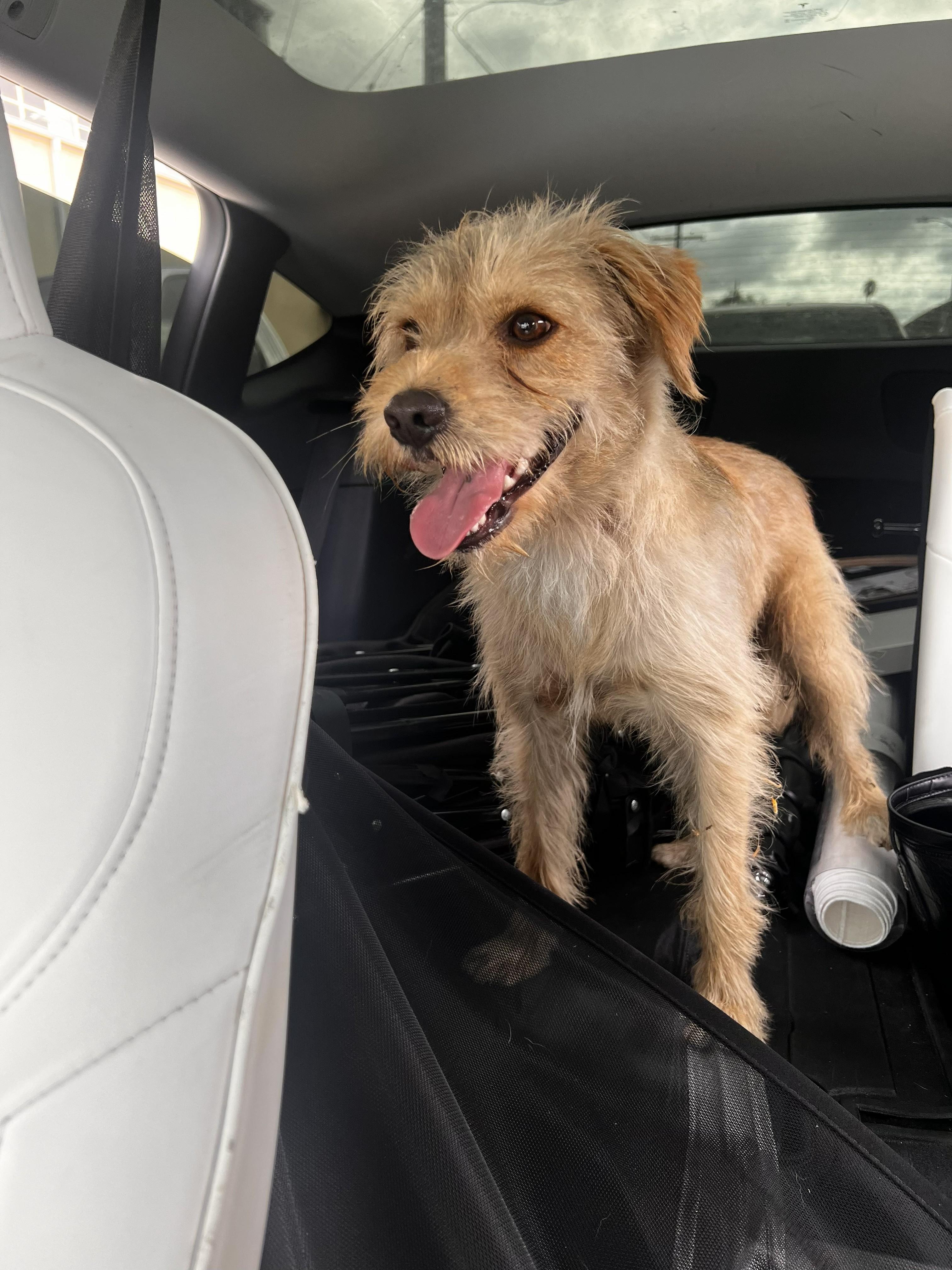 Charlie, a Adoptable Terrier in Monrovia , CA image 2/2