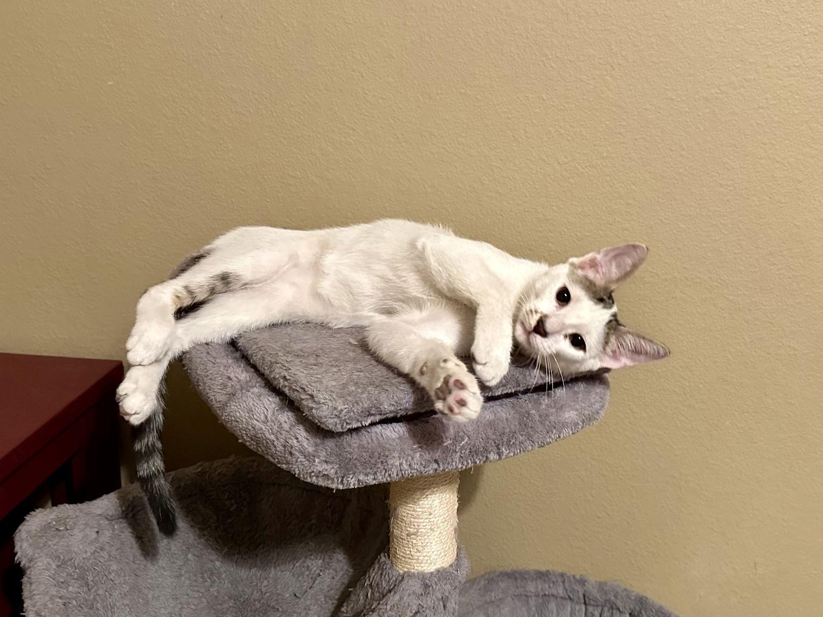 Dell, Adoptable, Young Male Domestic Short Hair.