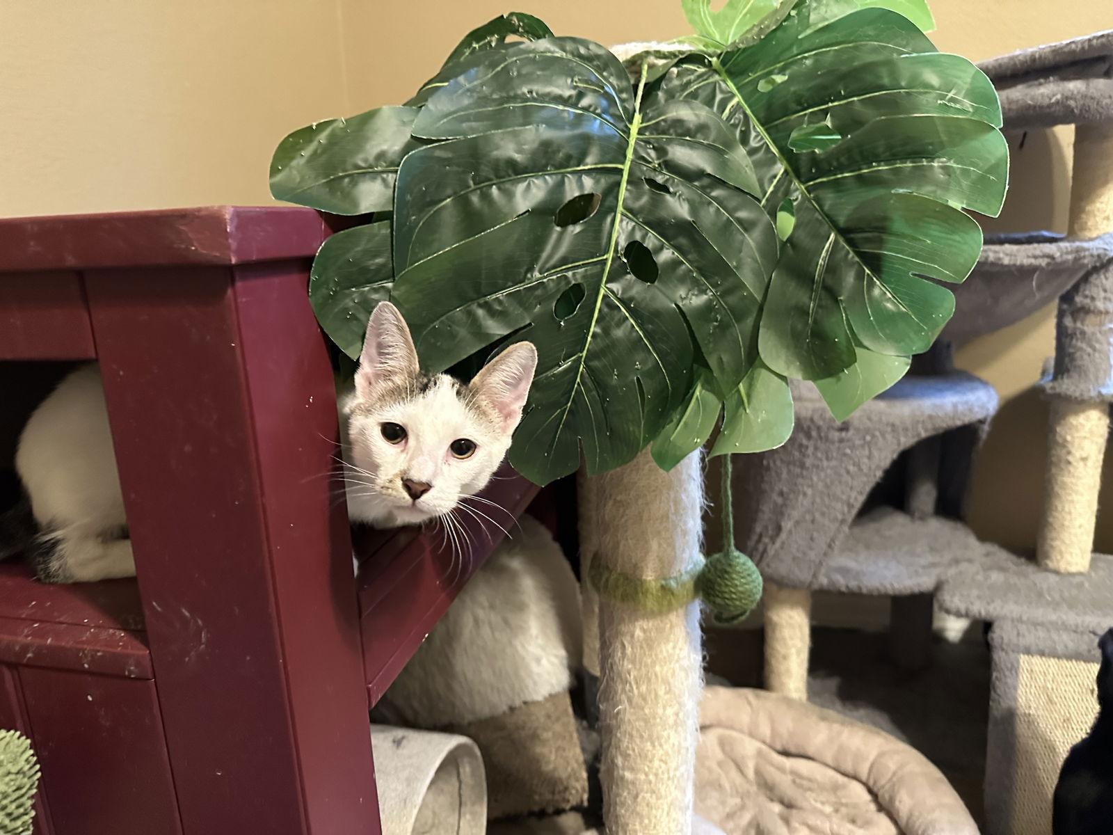 Dell, a Adoptable Domestic Short Hair in Longwood, FL image 2/3