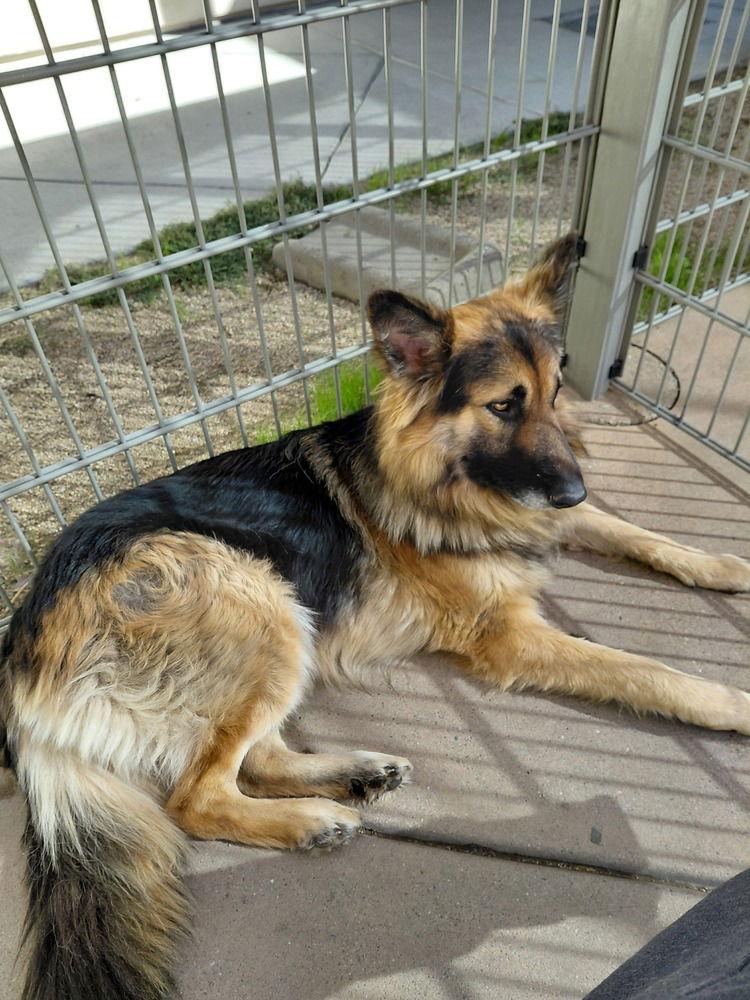 Enlarge Thomas Rhett, a Adopted German Shepherd Dog in Cupertino, CA image 1/3