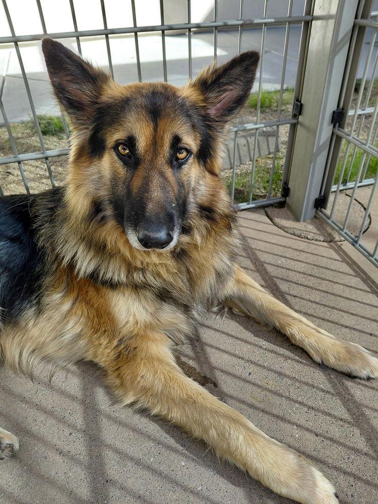 Enlarge Thomas Rhett, a Adopted German Shepherd Dog in Cupertino, CA image 2/3