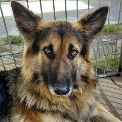 Enlarge Thomas Rhett, a Adopted German Shepherd Dog in Cupertino, CA image 3/3