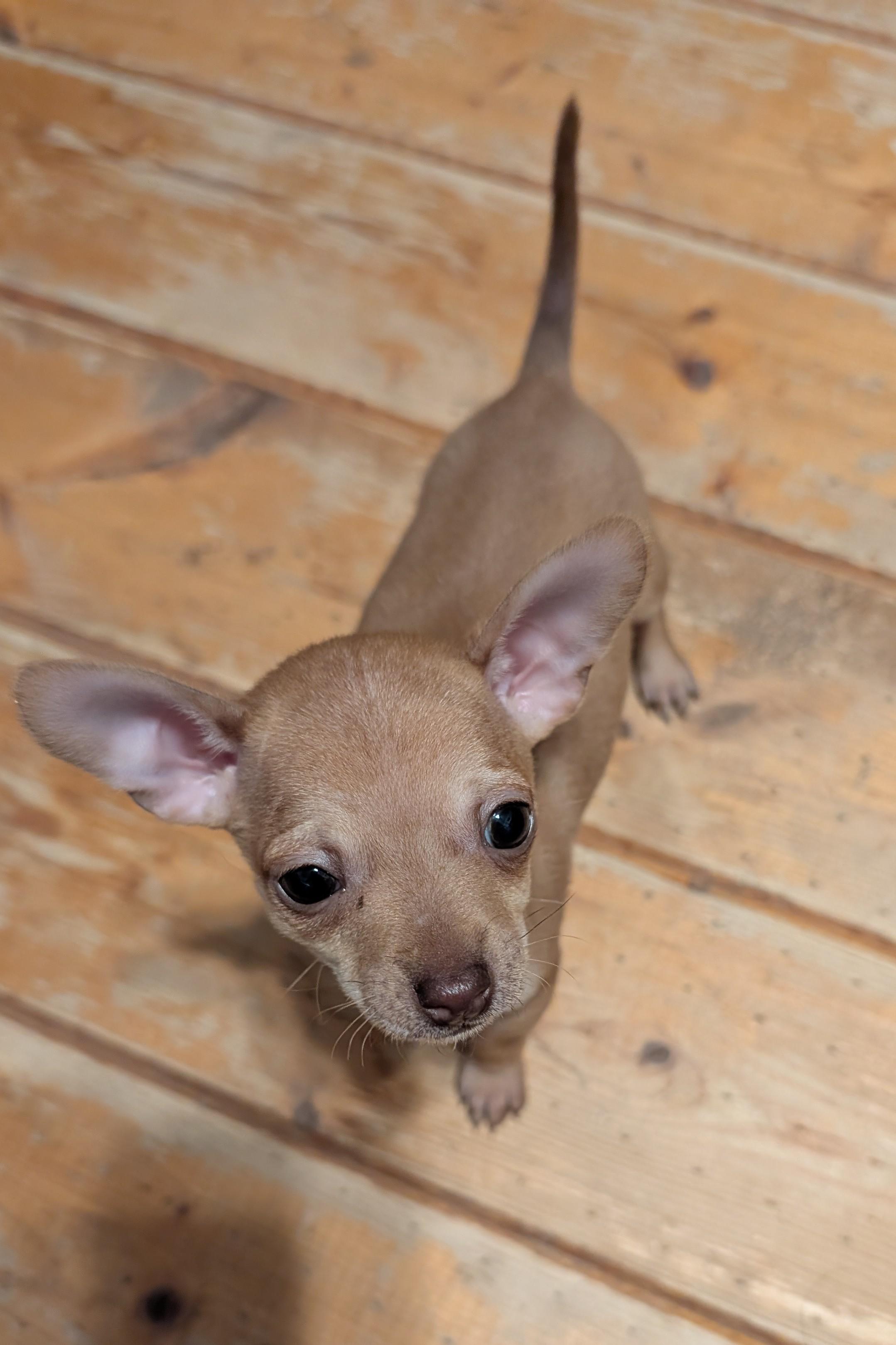 Brown Bear, ADOPTABLE, Puppy Male Chihuahua.