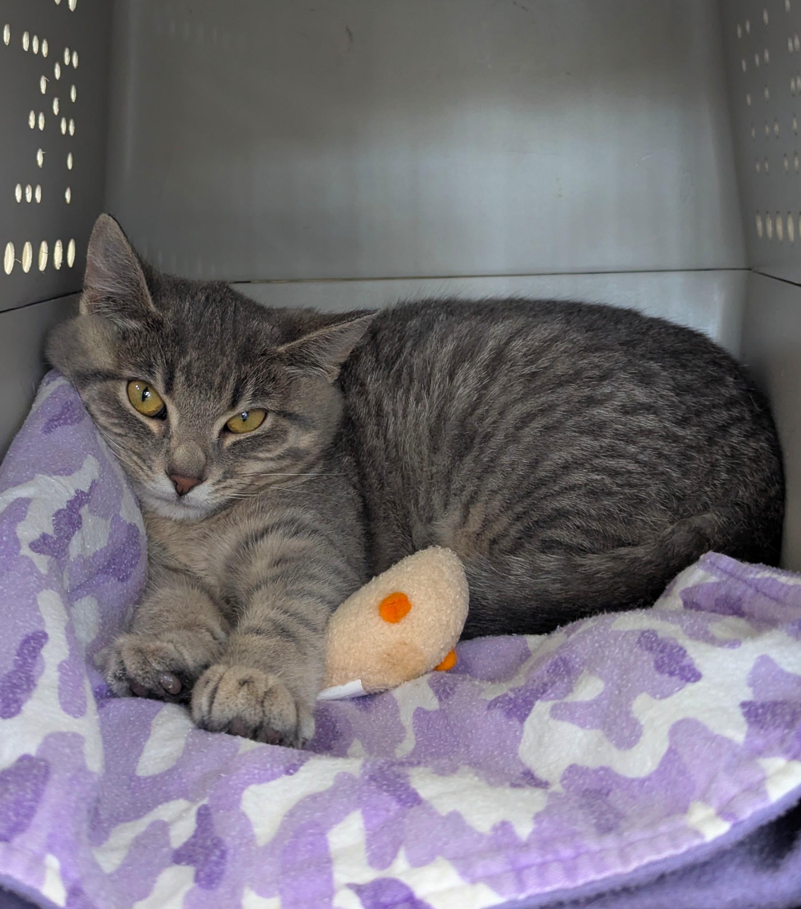 Moonbeam Ice Cream, adopted, Young Female Domestic Short Hair.