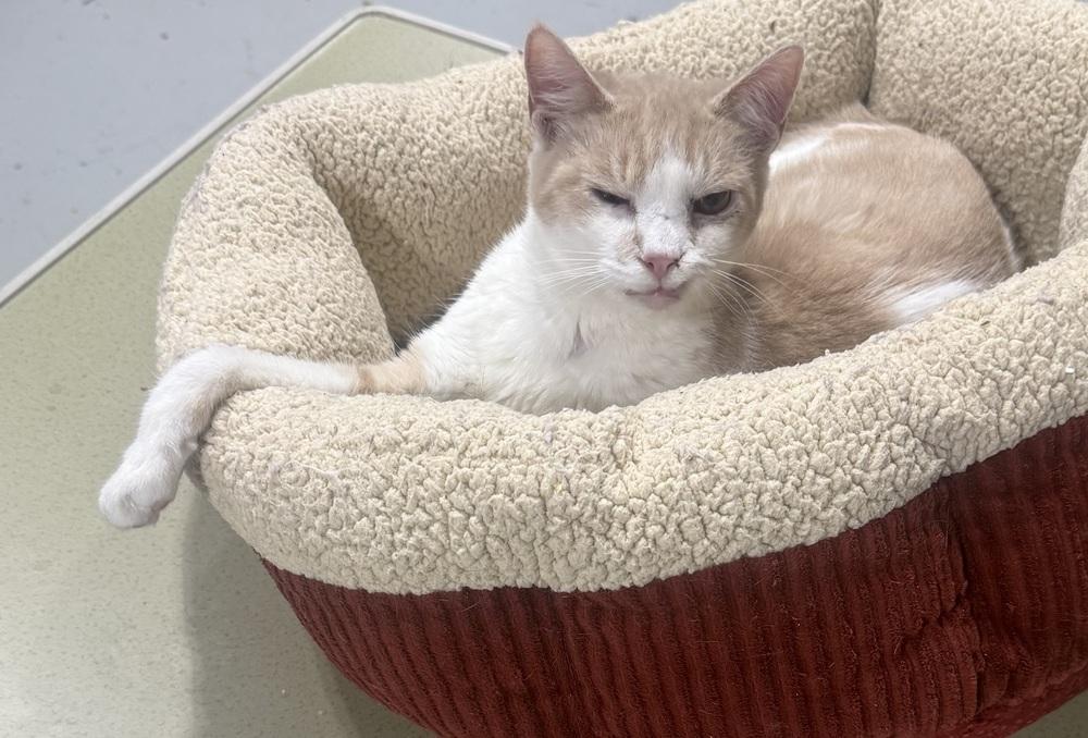 Lunar, Adoptable, Adult Male Domestic Short Hair.