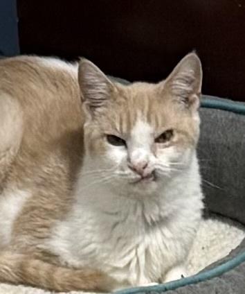 Enlarge Lunar, a Adoptable Domestic Short Hair in Jackson, GA image 1/3