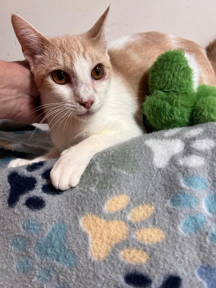 Enlarge Lunar, a Adoptable Domestic Short Hair in Jackson, GA image 5/6