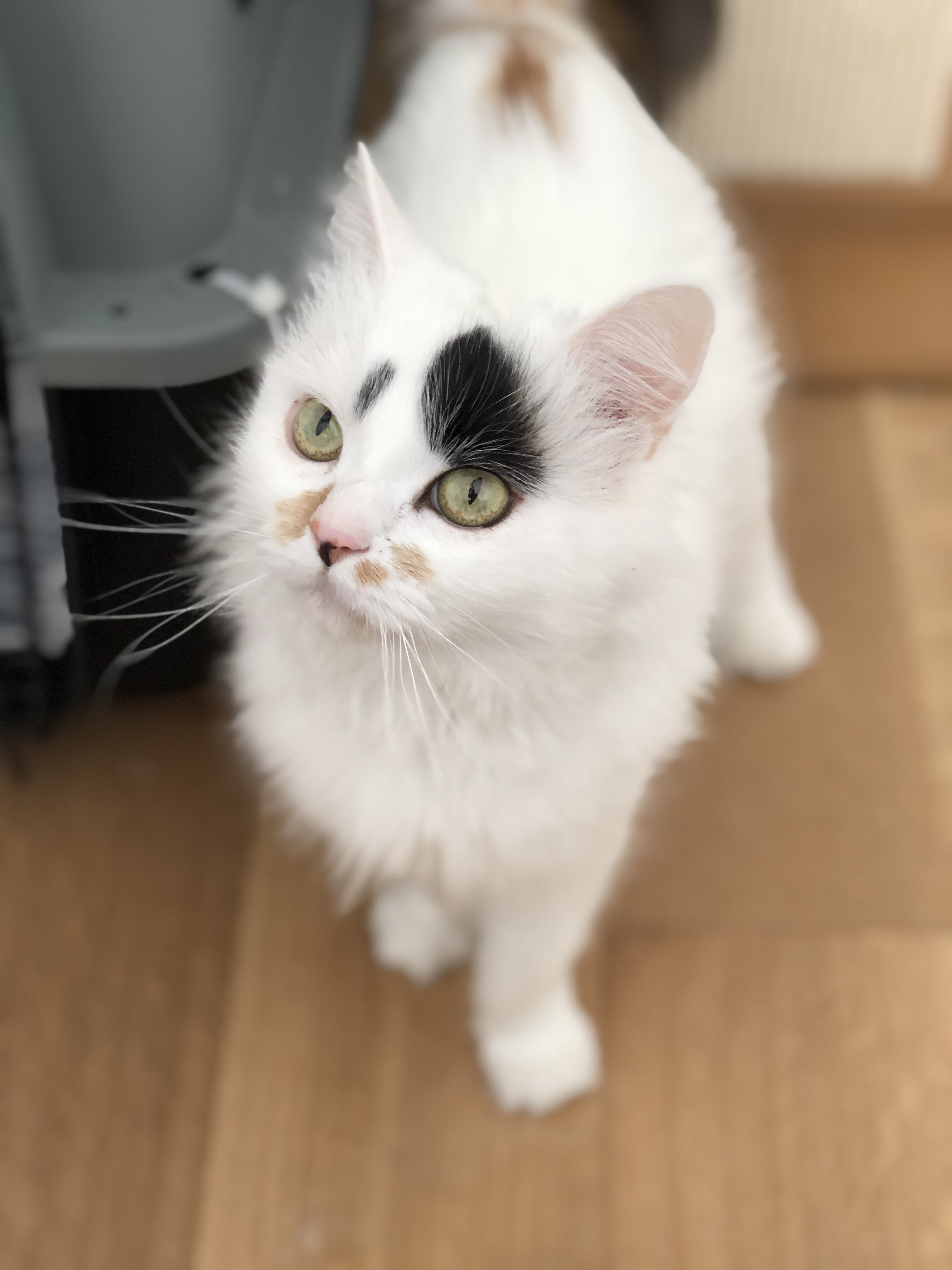 Enlarge Gizmo, a Adopted mixed breed in Phoenix, AZ image 3/6