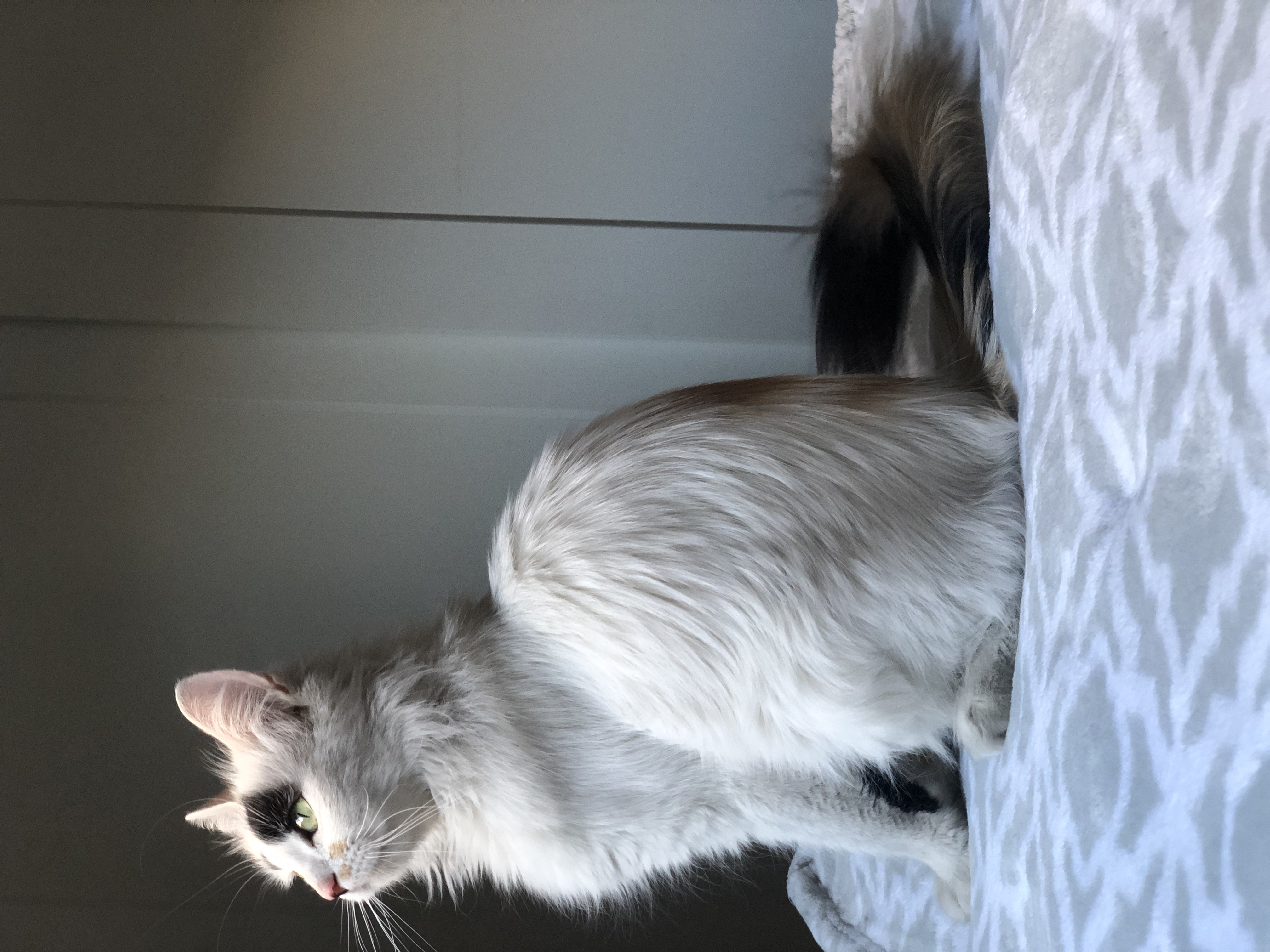 Enlarge Gizmo, a Adopted mixed breed in Phoenix, AZ image 4/6