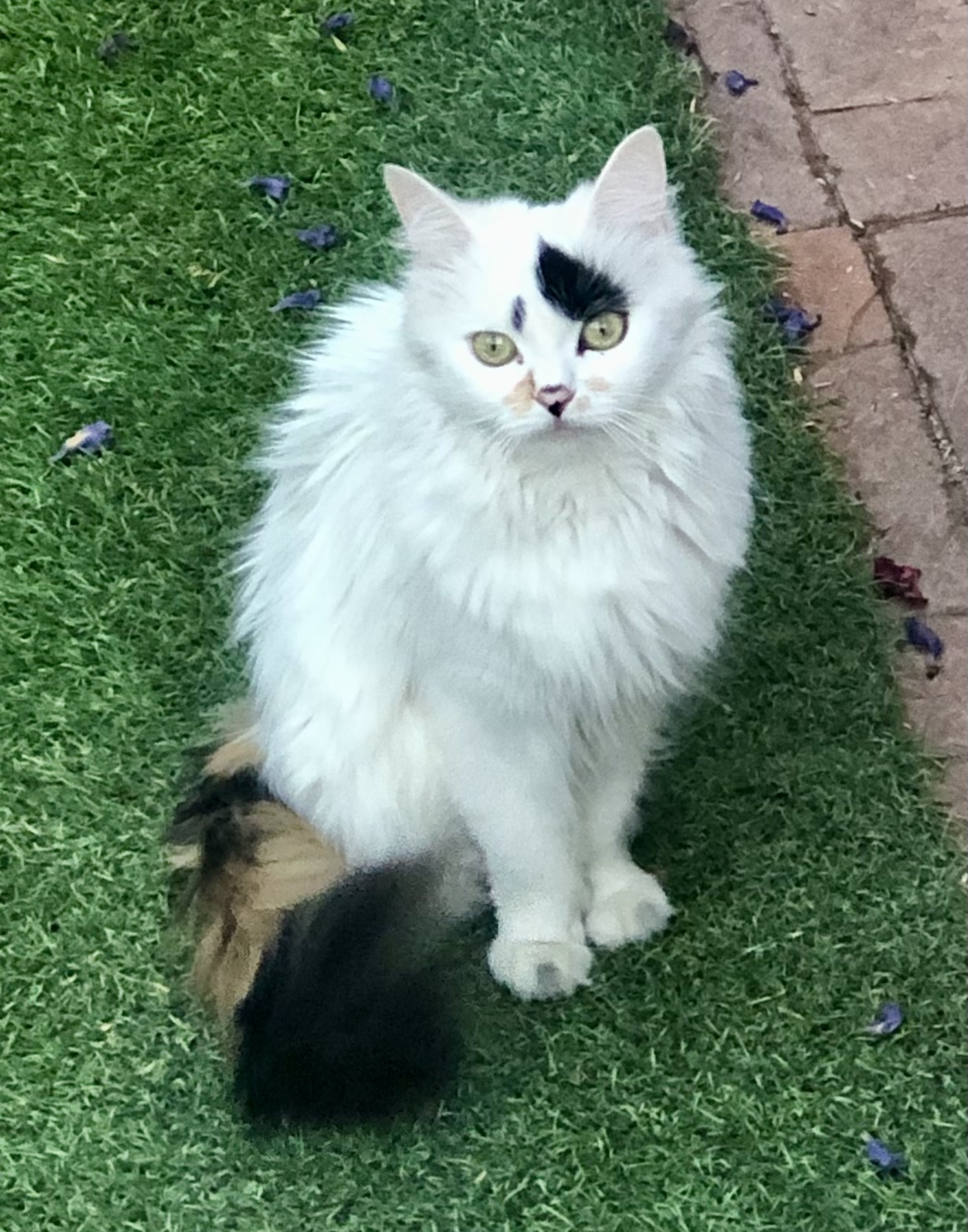 Enlarge Gizmo, a Adopted mixed breed in Phoenix, AZ image 1/6