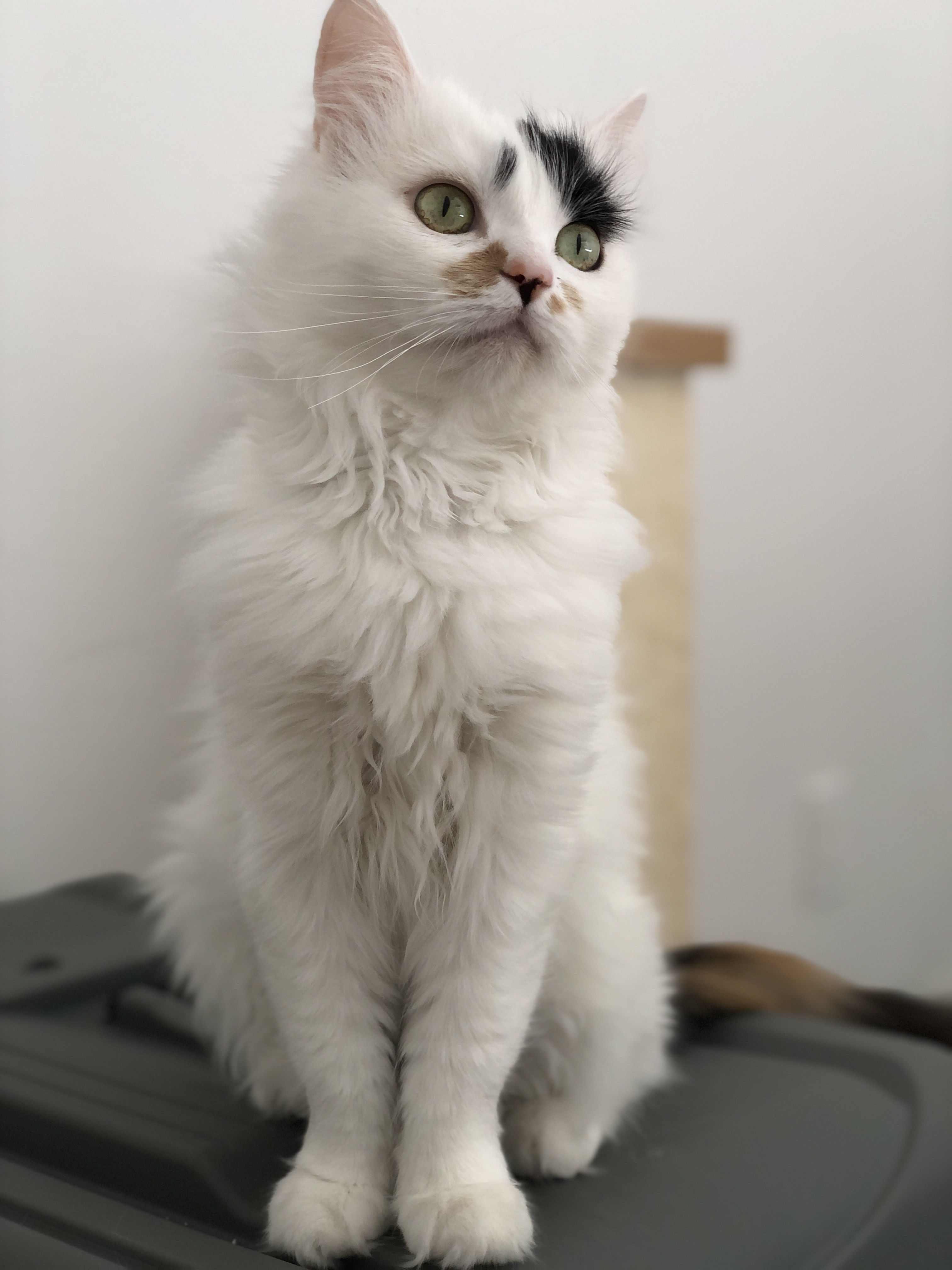 Enlarge Gizmo, a Adopted mixed breed in Phoenix, AZ image 2/6