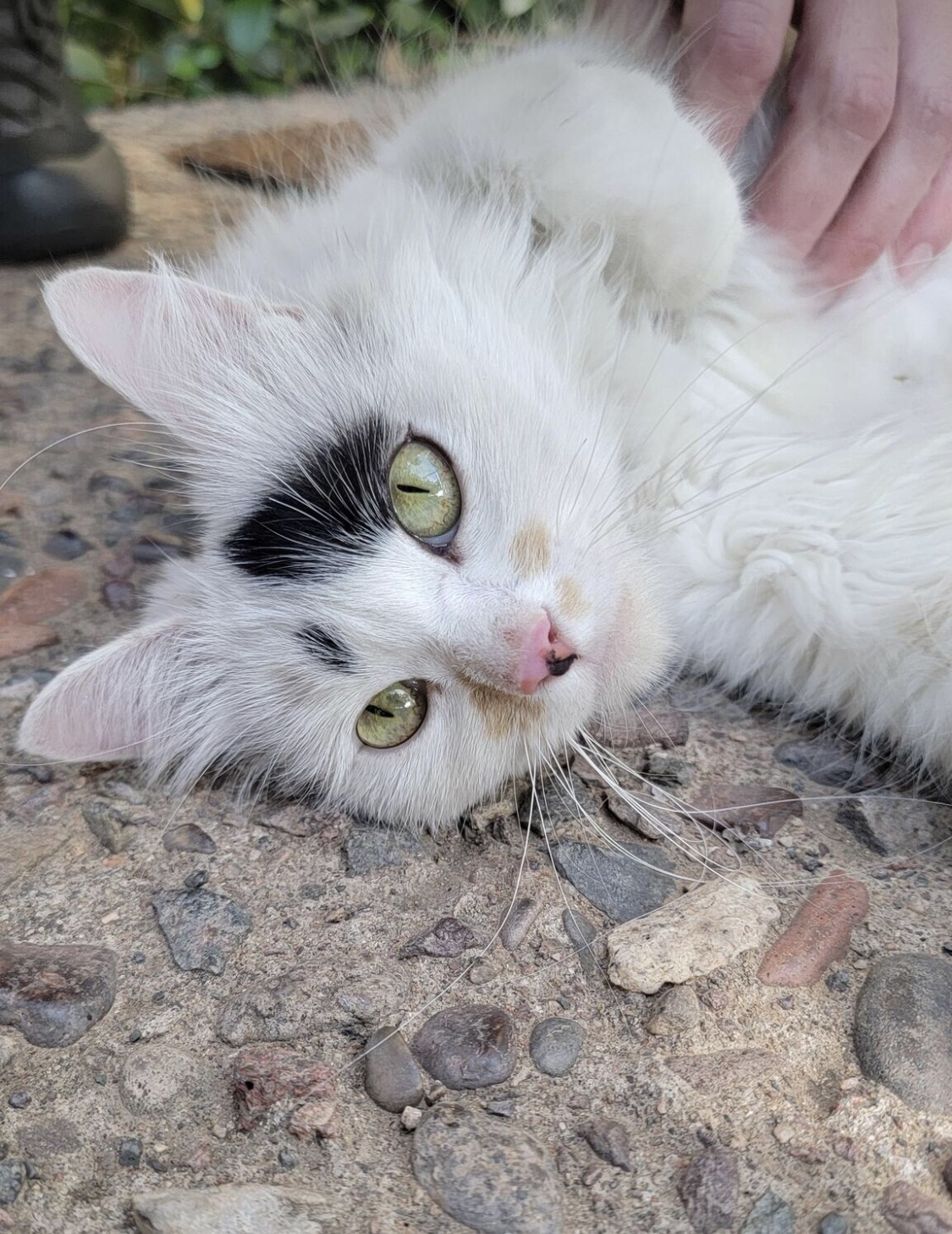 Enlarge Gizmo, a Adopted mixed breed in Phoenix, AZ image 5/6