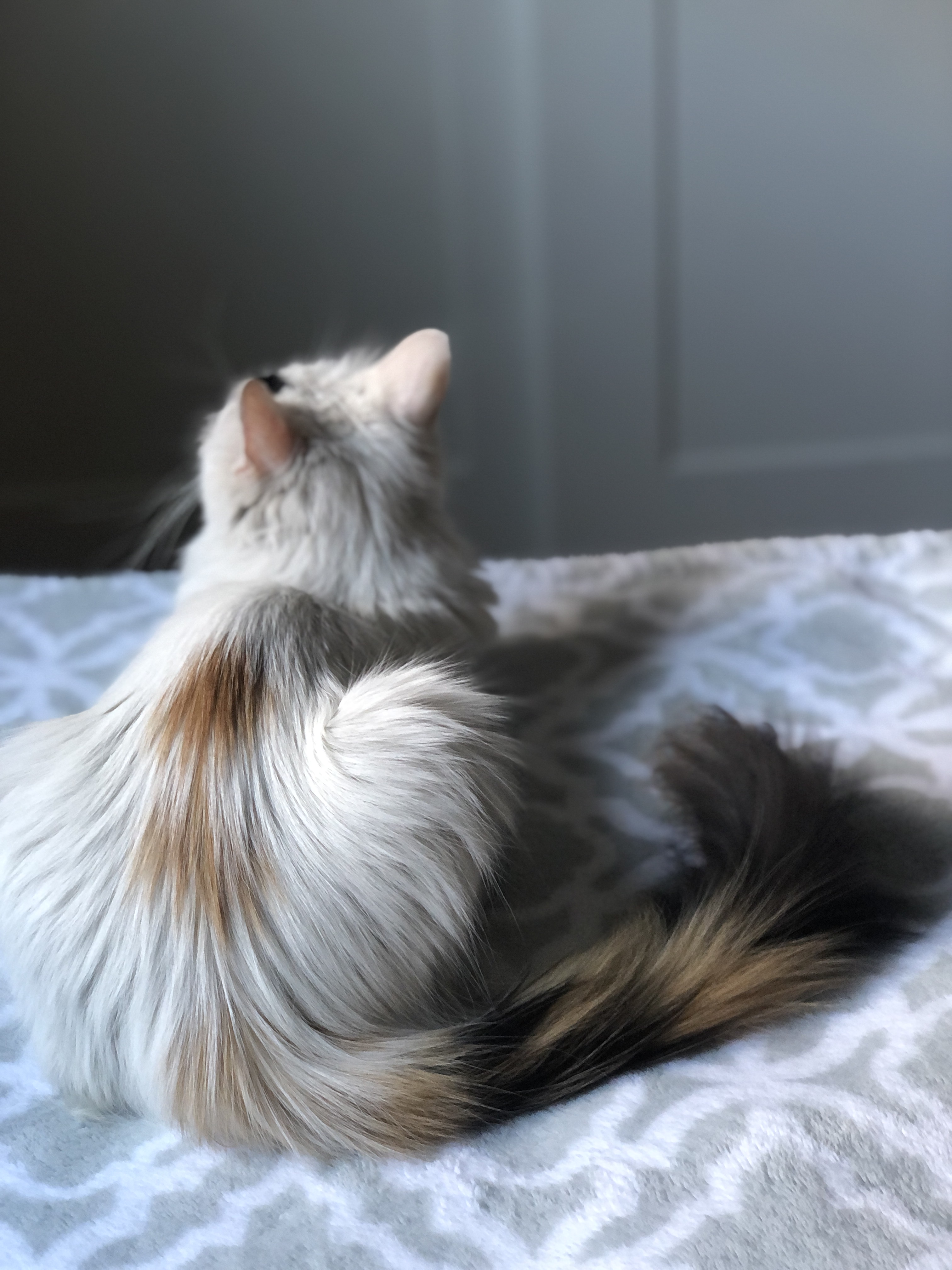 Enlarge Gizmo, a Adopted mixed breed in Phoenix, AZ image 6/6