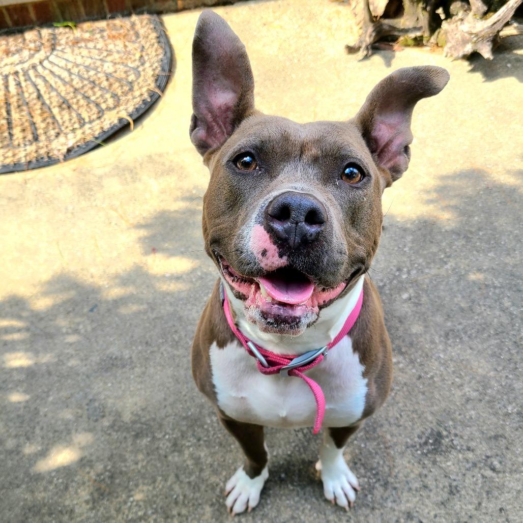 Princess, Adoptable, Adult Female American Staffordshire Terrier.
