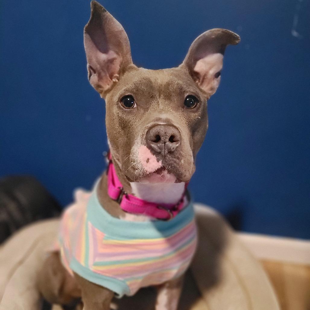 Princess, Adoptable, Adult Female Pit Bull Terrier.