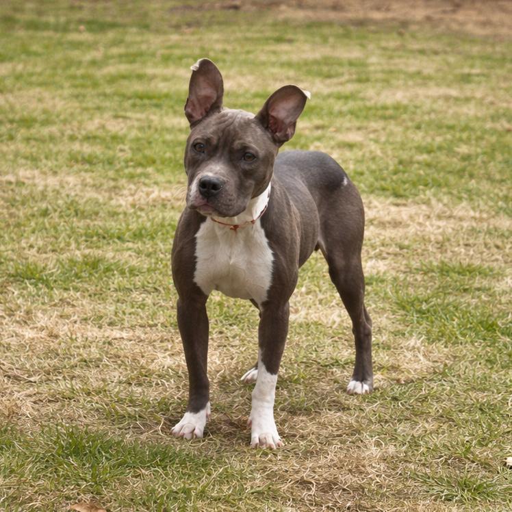 Princess, Adoptable, Adult Female Pit Bull Terrier.