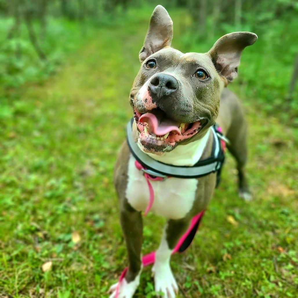 Princess, a Adoptable American Staffordshire Terrier in Northville, MI image 2/6