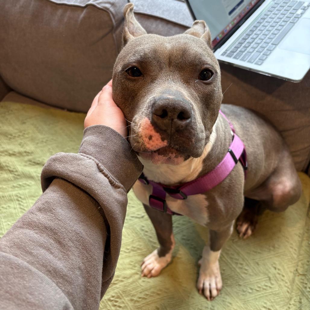 Enlarge Princess, a Adoptable Pit Bull Terrier in Northville, MI image 3/6