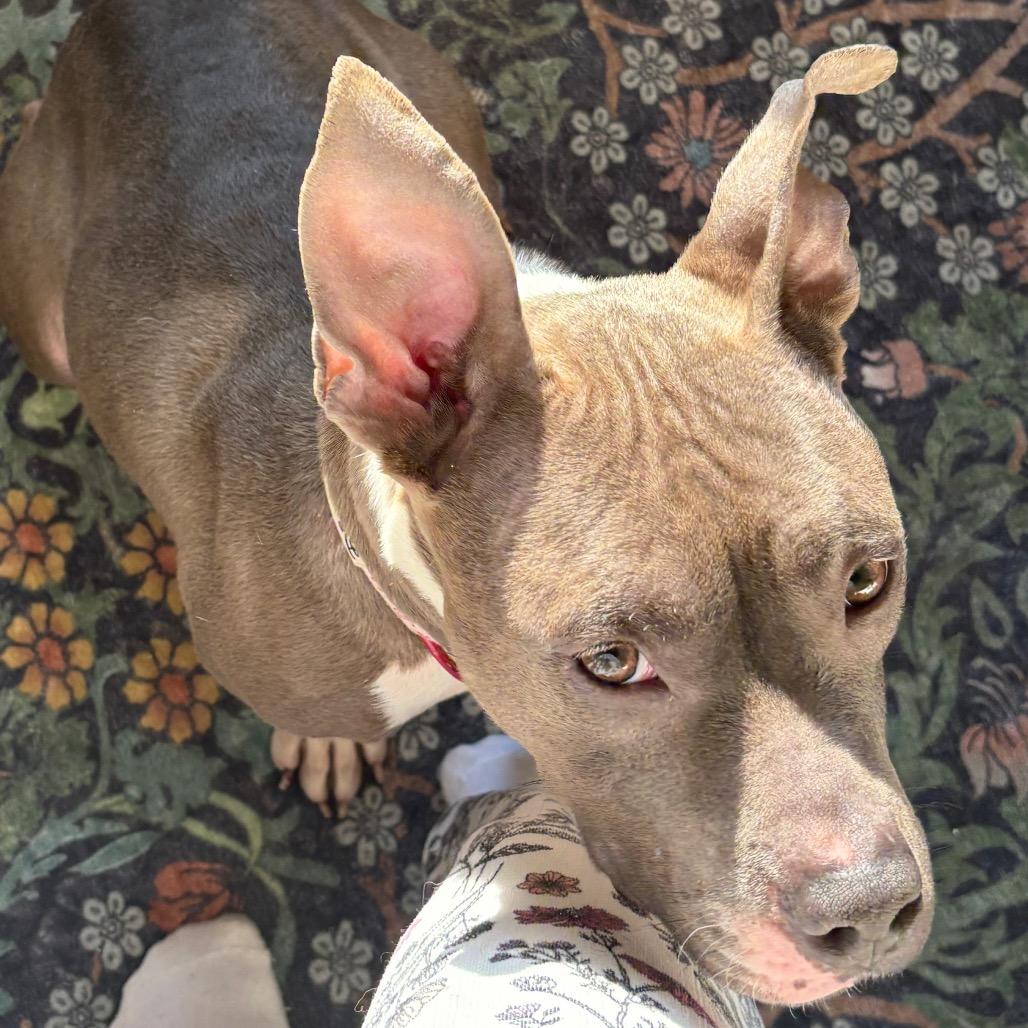 Enlarge Princess, a Adoptable Pit Bull Terrier in Northville, MI image 4/6