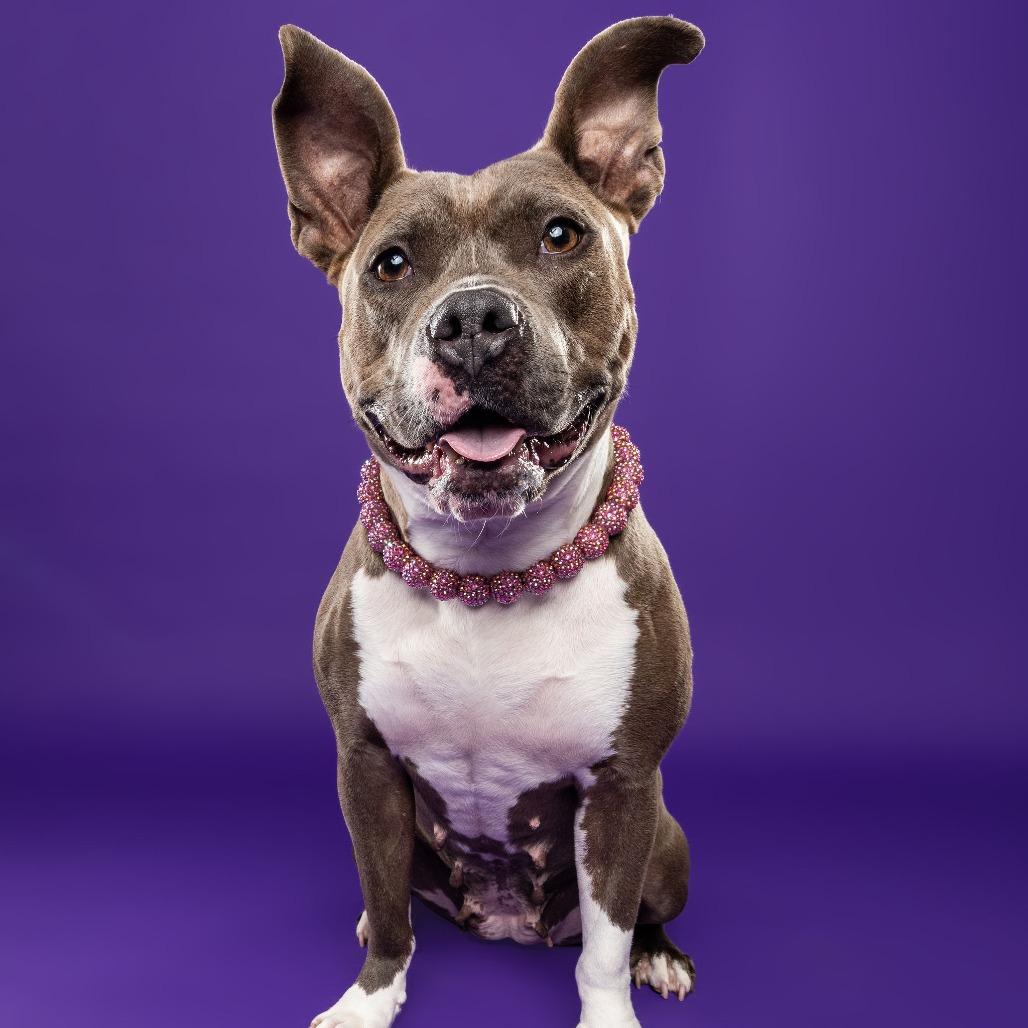 Princess, a Adoptable American Staffordshire Terrier in Northville, MI image 3/6