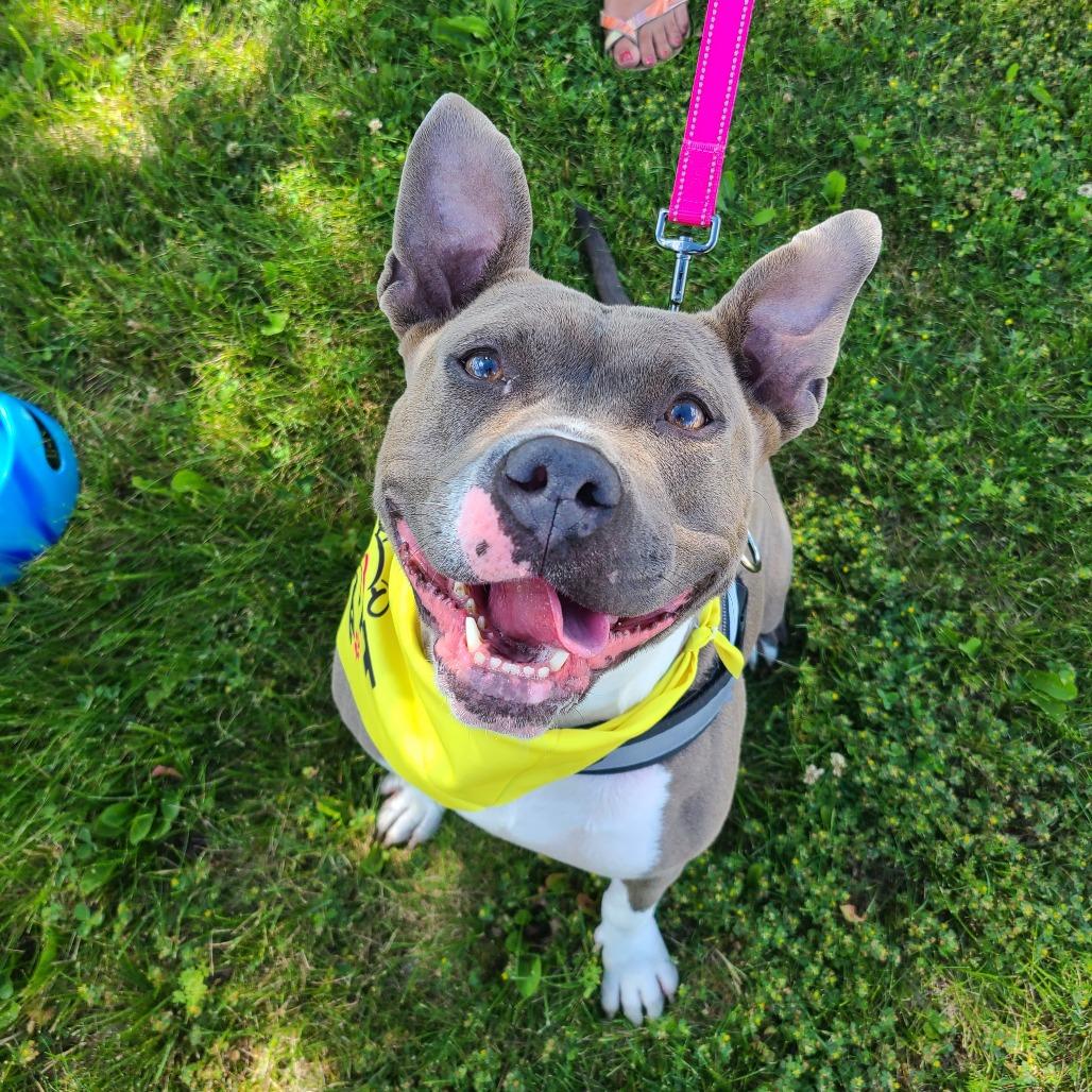 Princess, a Adoptable American Staffordshire Terrier in Northville, MI image 4/6