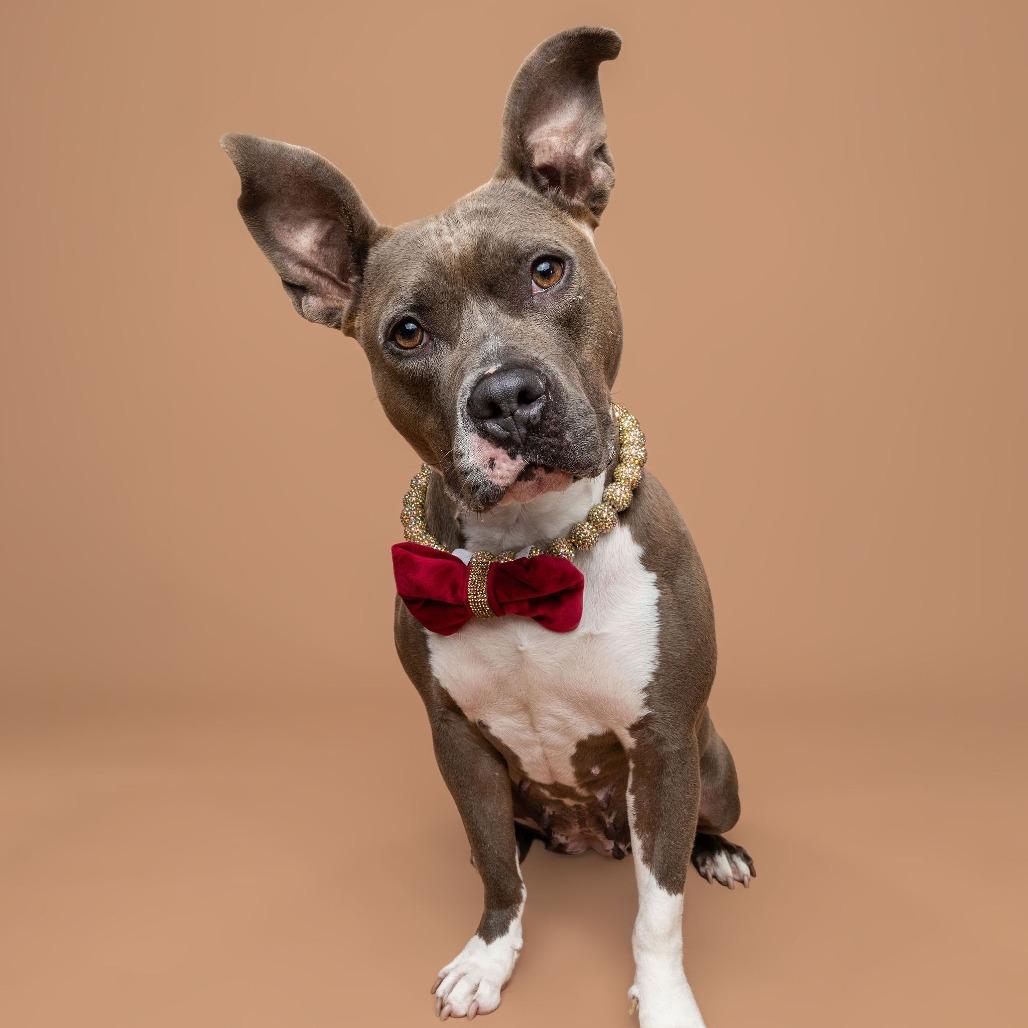 Princess, a Adoptable American Staffordshire Terrier in Northville, MI image 5/6