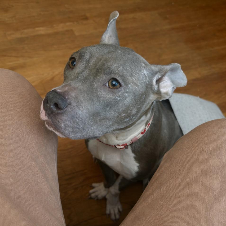 Enlarge Princess, a Adoptable Pit Bull Terrier in Northville, MI image 2/3