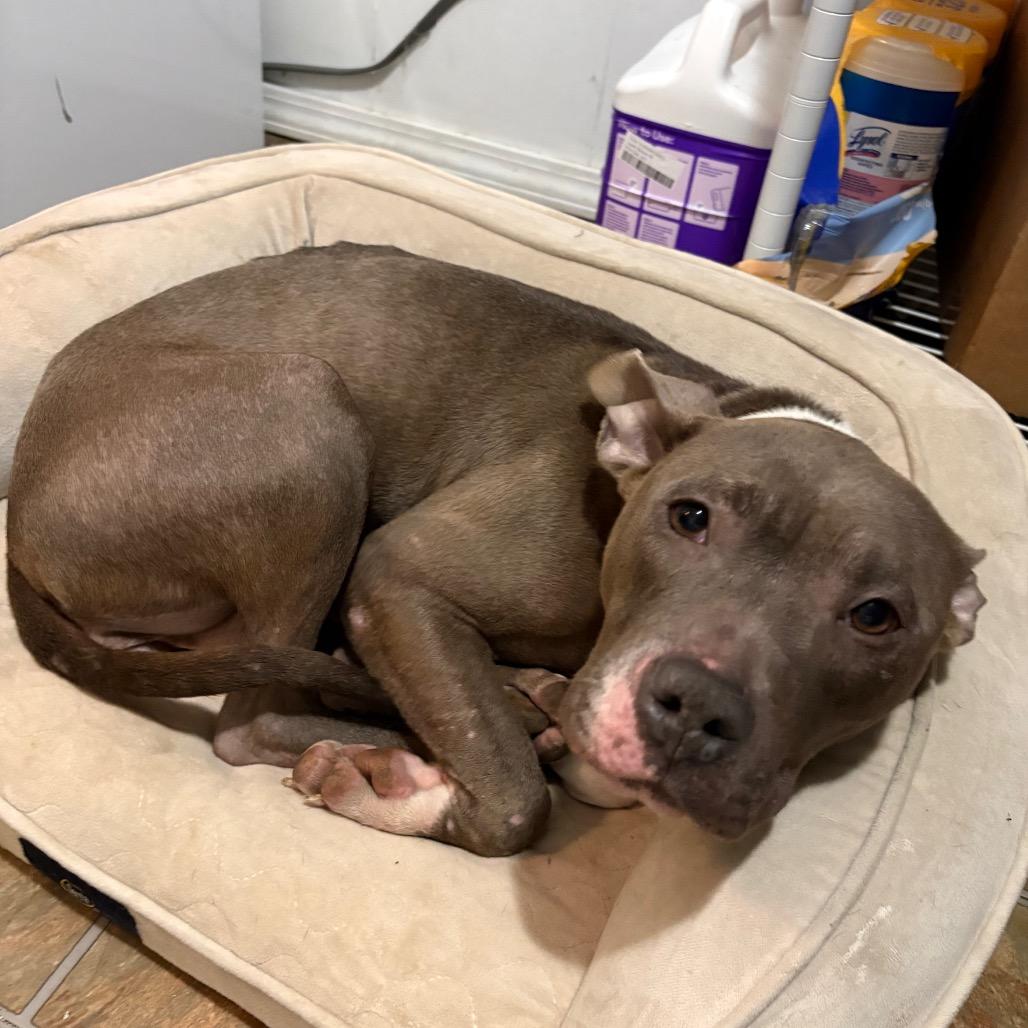 Enlarge Princess, a Adoptable Pit Bull Terrier in Northville, MI image 3/3