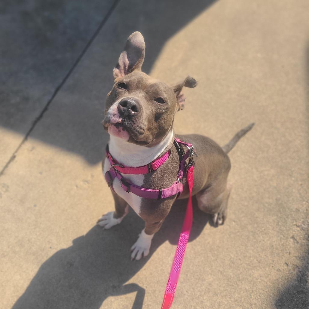 Princess, a Adoptable Pit Bull Terrier in Northville, MI image 2/6