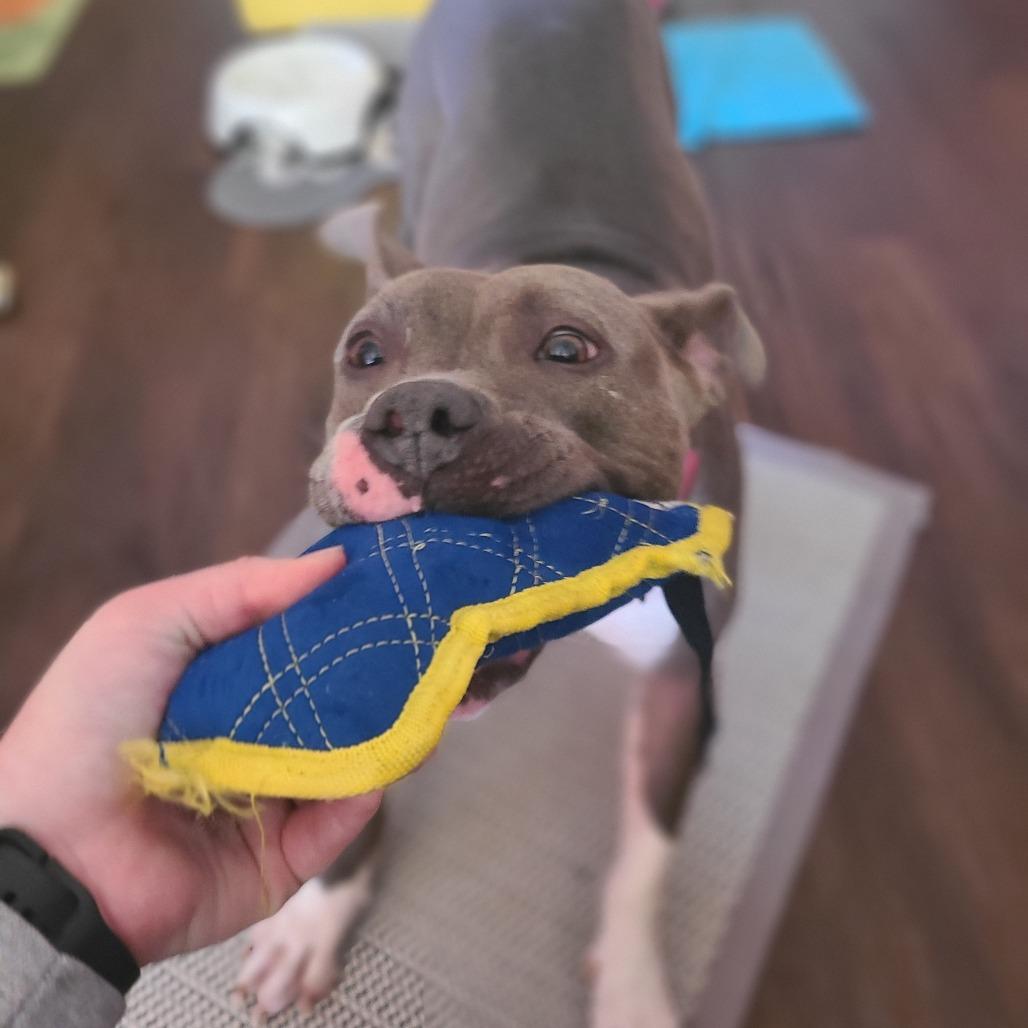 Princess, a Adoptable Pit Bull Terrier in Northville, MI image 3/6