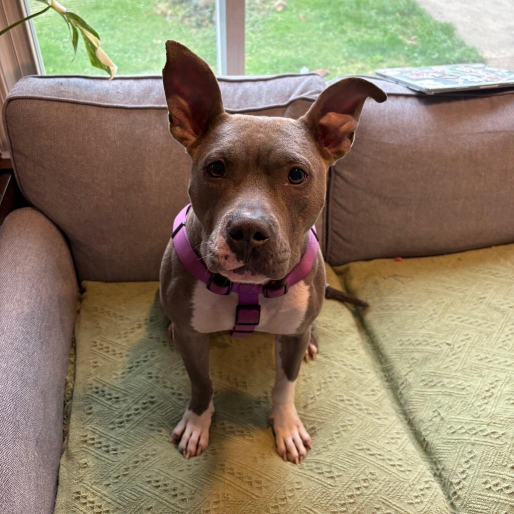 Enlarge Princess, a Adoptable Pit Bull Terrier in Northville, MI image 5/6