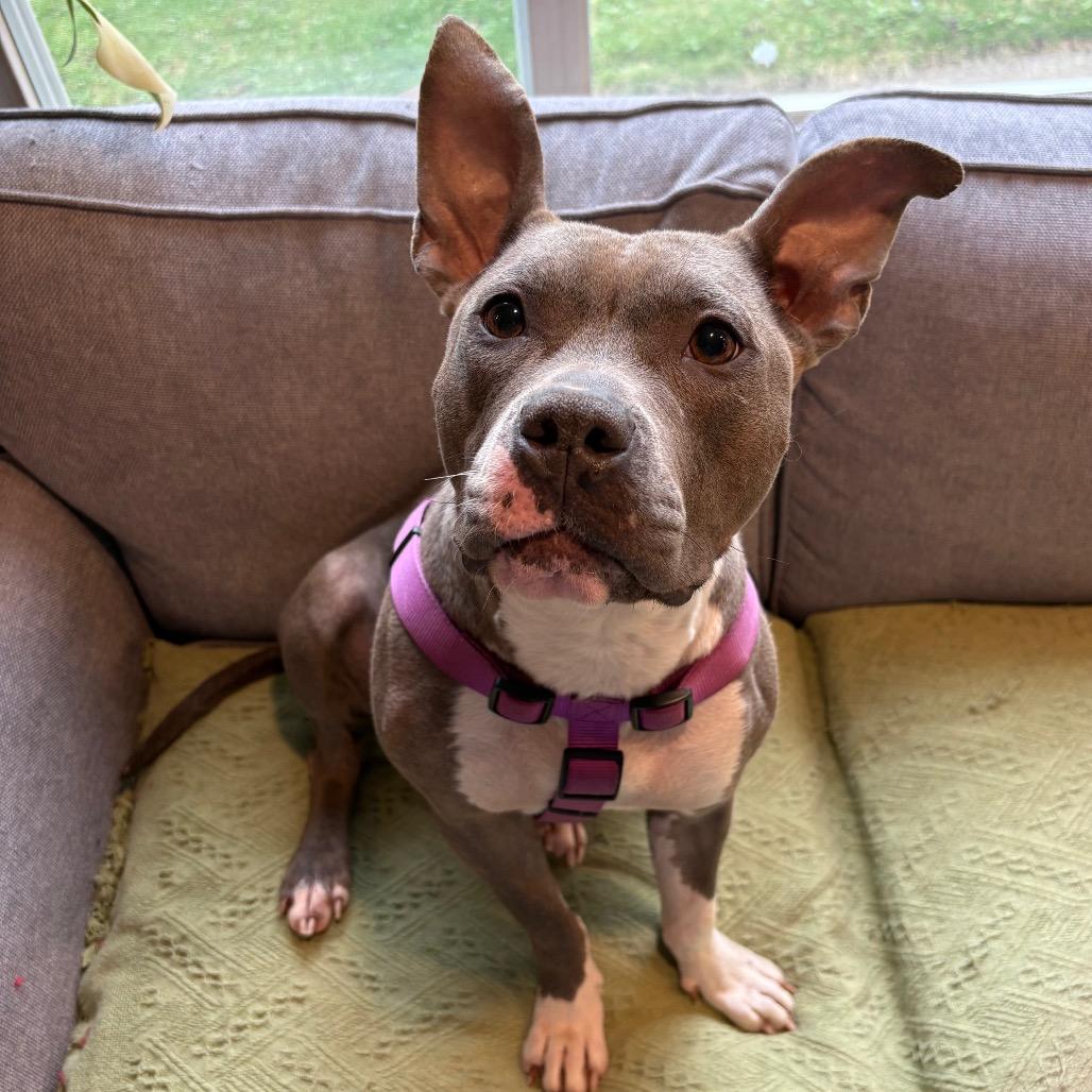 Enlarge Princess, a Adoptable Pit Bull Terrier in Northville, MI image 6/6