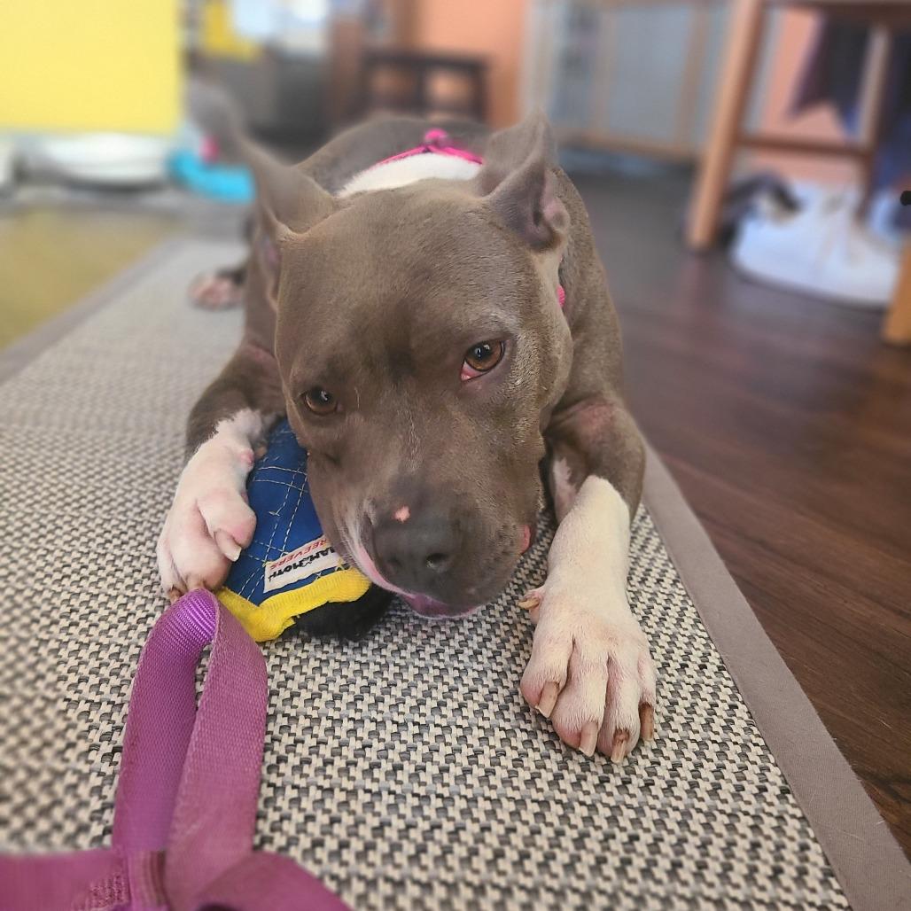 Princess, a Adoptable Pit Bull Terrier in Northville, MI image 6/6