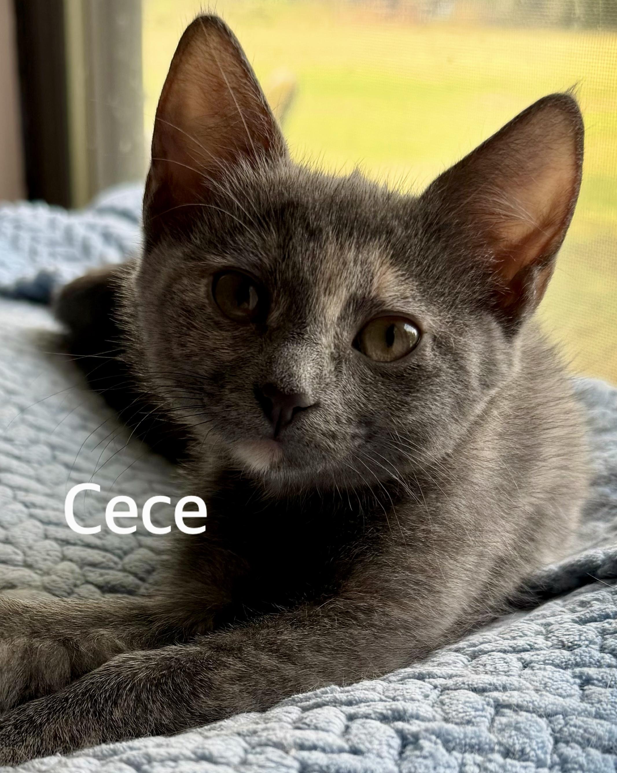 Enlarge CeCe, a ADOPTABLE Domestic Short Hair in Owasso, OK image 2/3