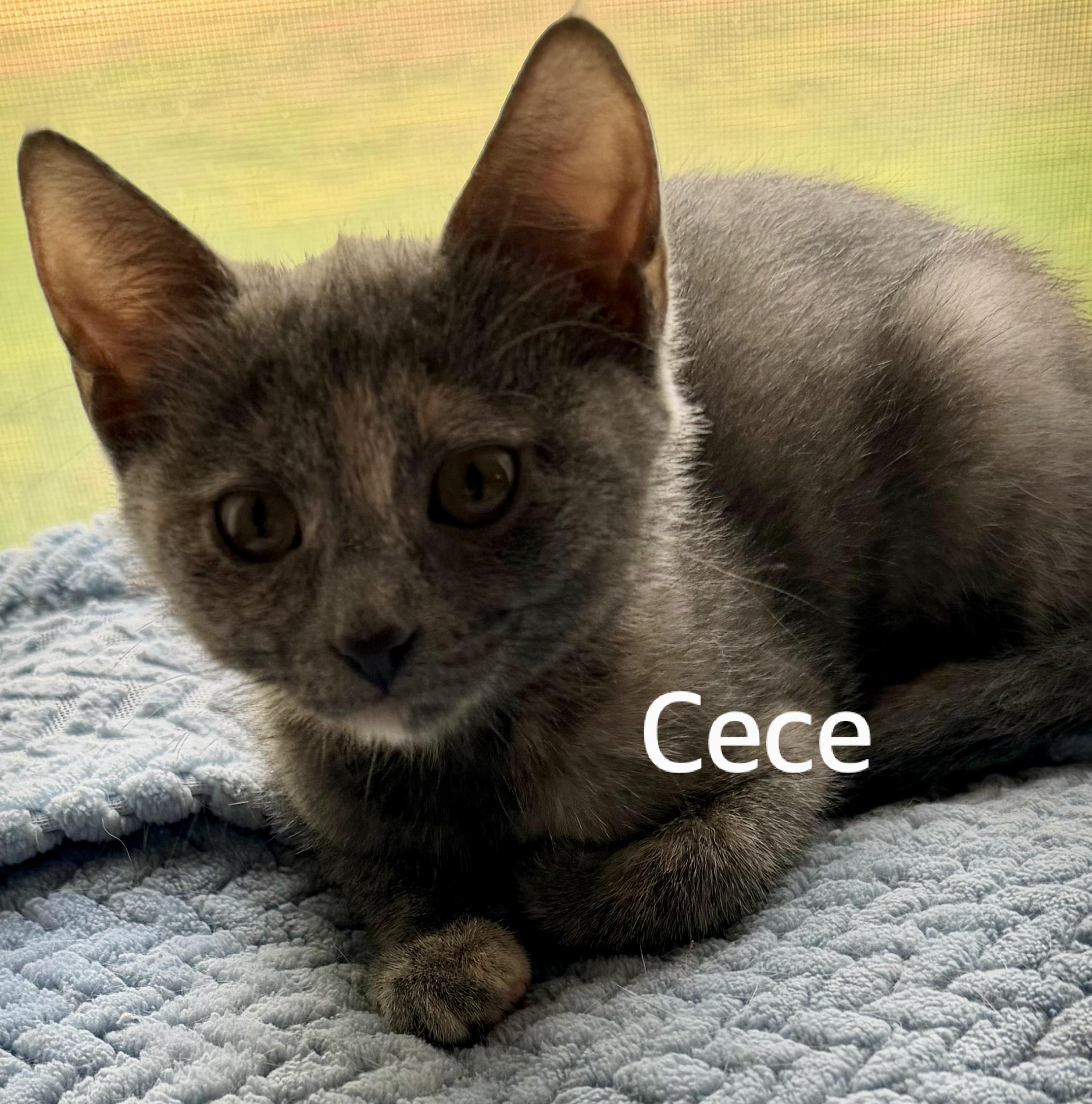 Enlarge CeCe, a ADOPTABLE Domestic Short Hair in Owasso, OK image 3/3