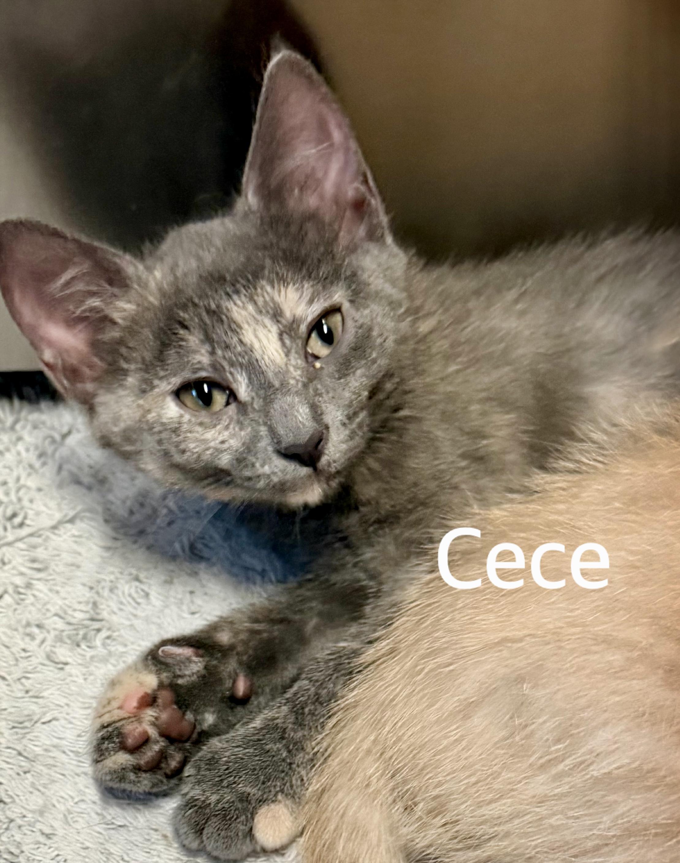 CeCe, ADOPTABLE, Kitten Female Domestic Short Hair.