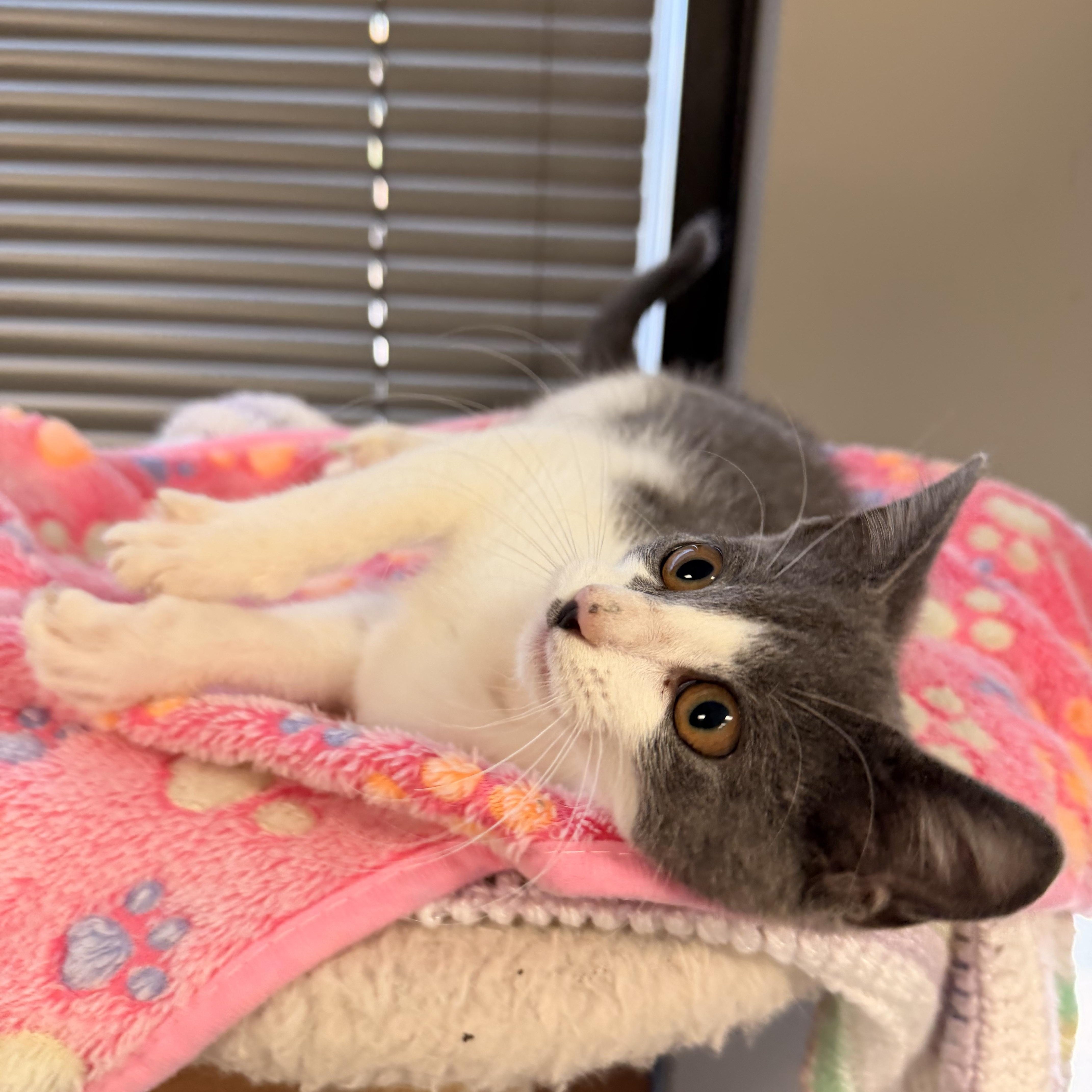 Enlarge Gwendolyn AKA Gwen, an adopted Domestic Short Hair in East Dundee , IL image 4/4