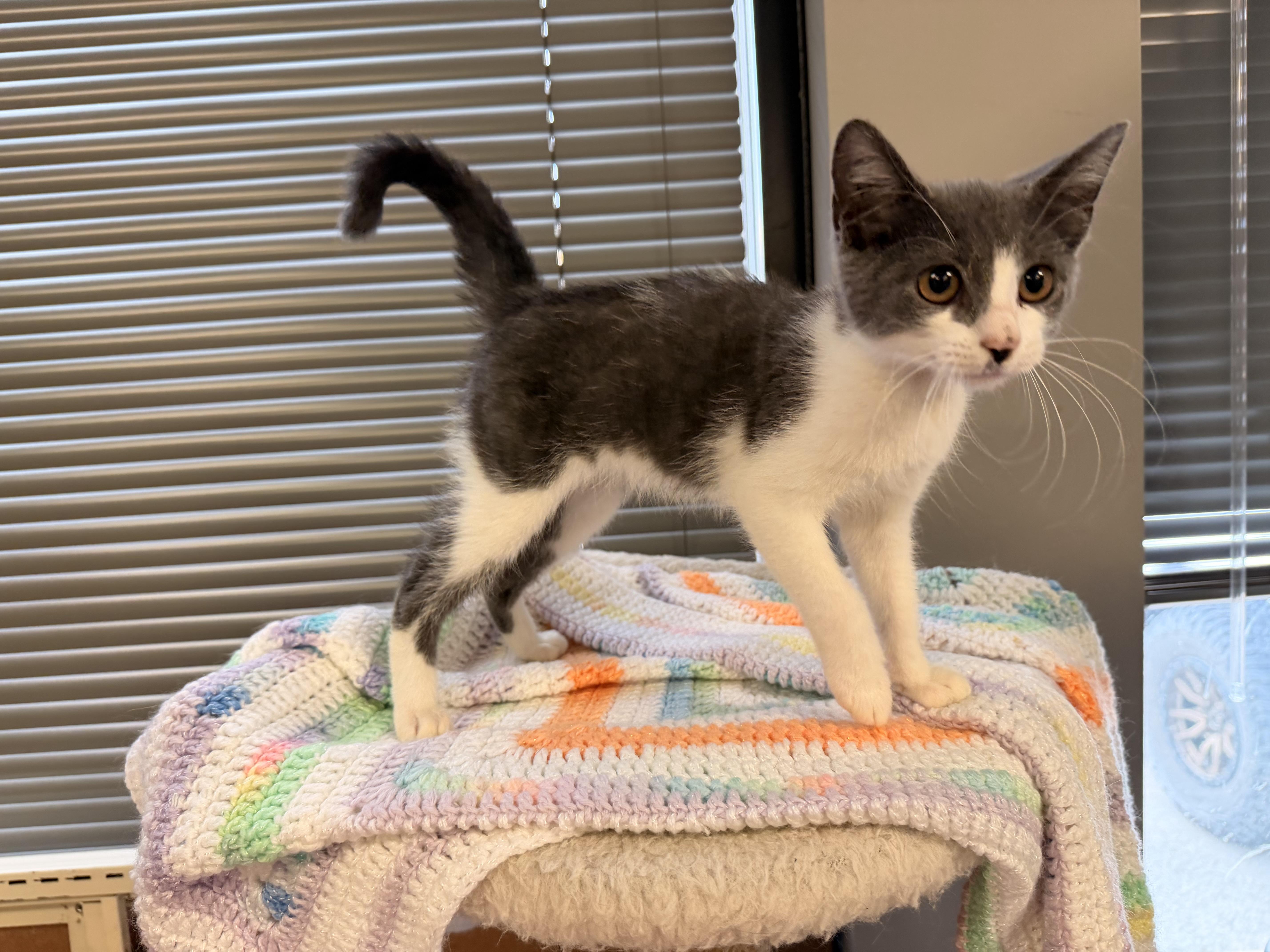 Enlarge Gwendolyn AKA Gwen, an adopted Domestic Short Hair in East Dundee , IL image 2/4