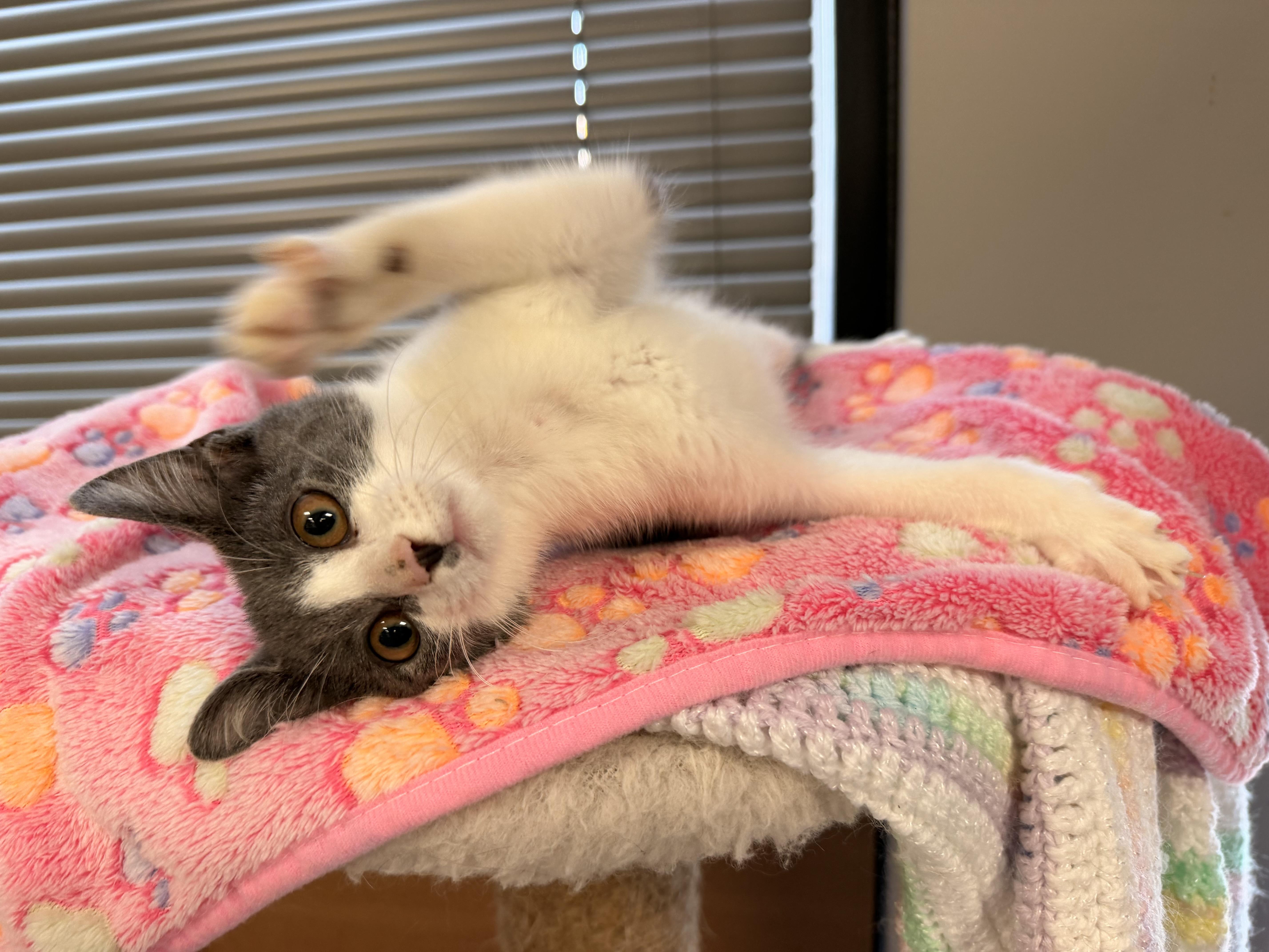 Enlarge Gwendolyn AKA Gwen, an adopted Domestic Short Hair in East Dundee , IL image 1/4