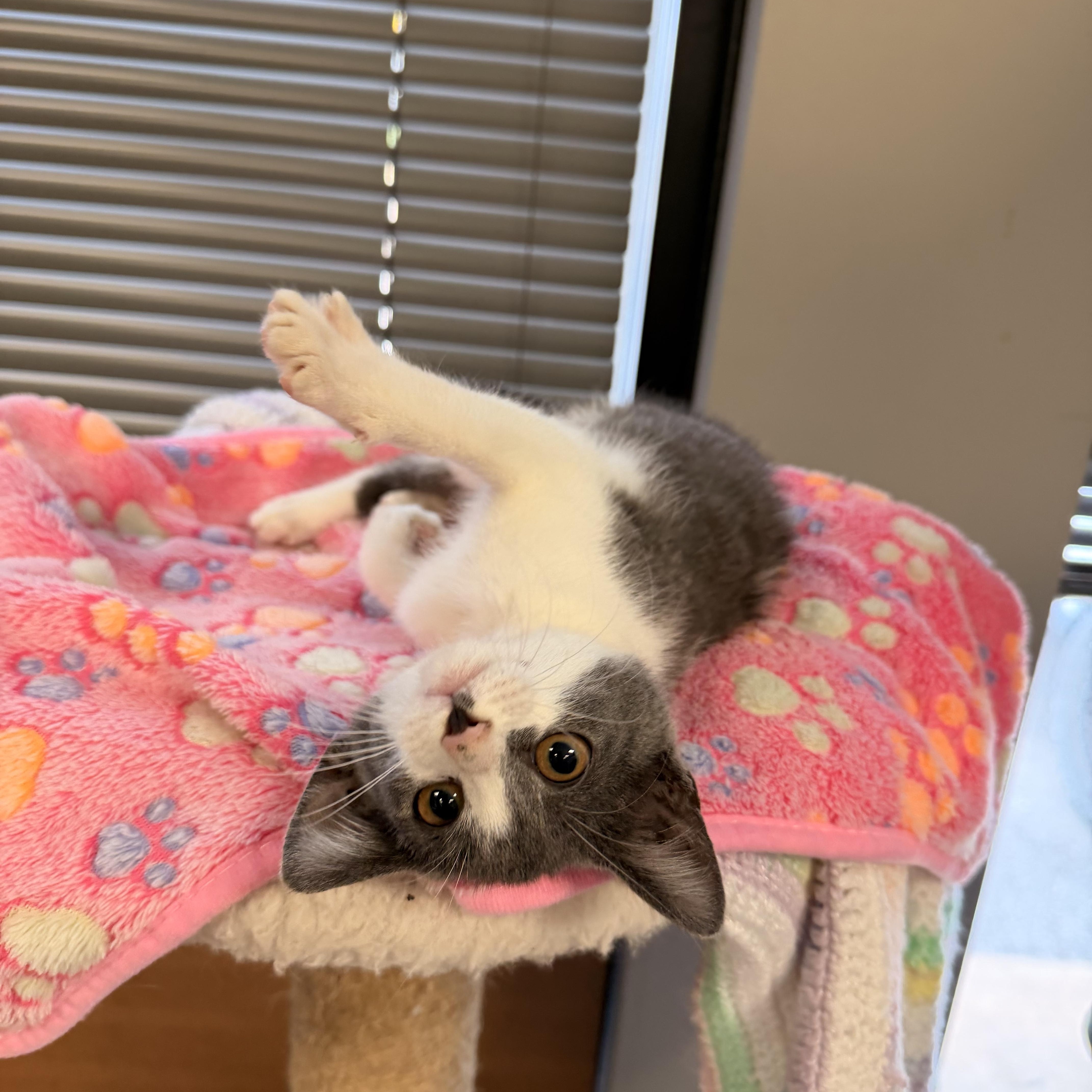 Enlarge Gwendolyn AKA Gwen, an adopted Domestic Short Hair in East Dundee , IL image 3/4